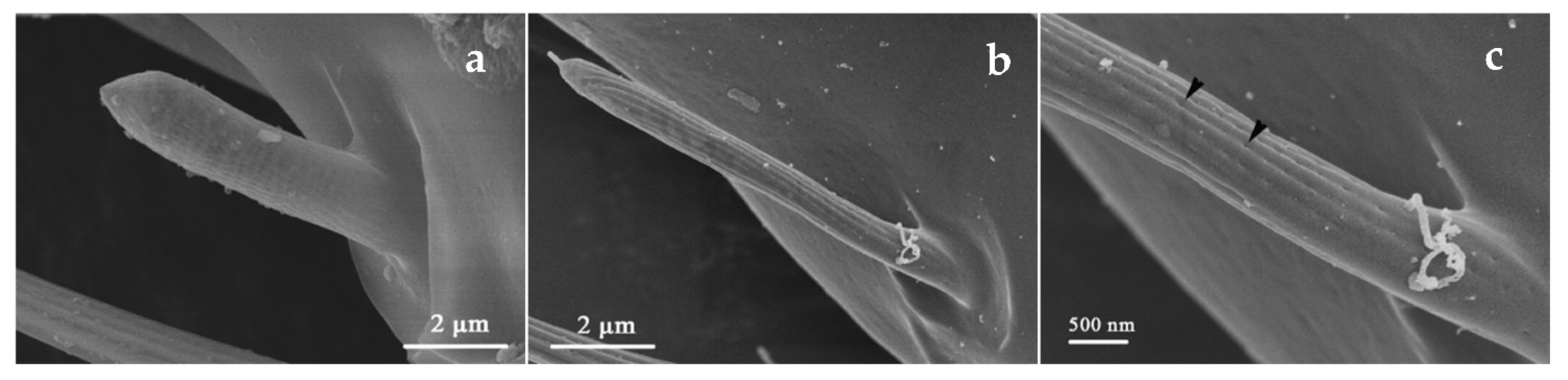 Insects 12 00081 g004 Insects 12 00081 g004