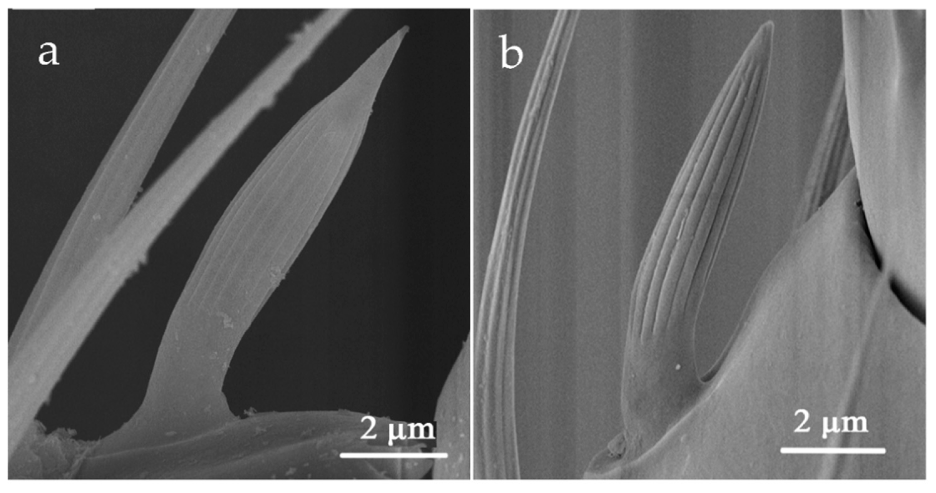 Insects 12 00081 g006 Insects 12 00081 g006