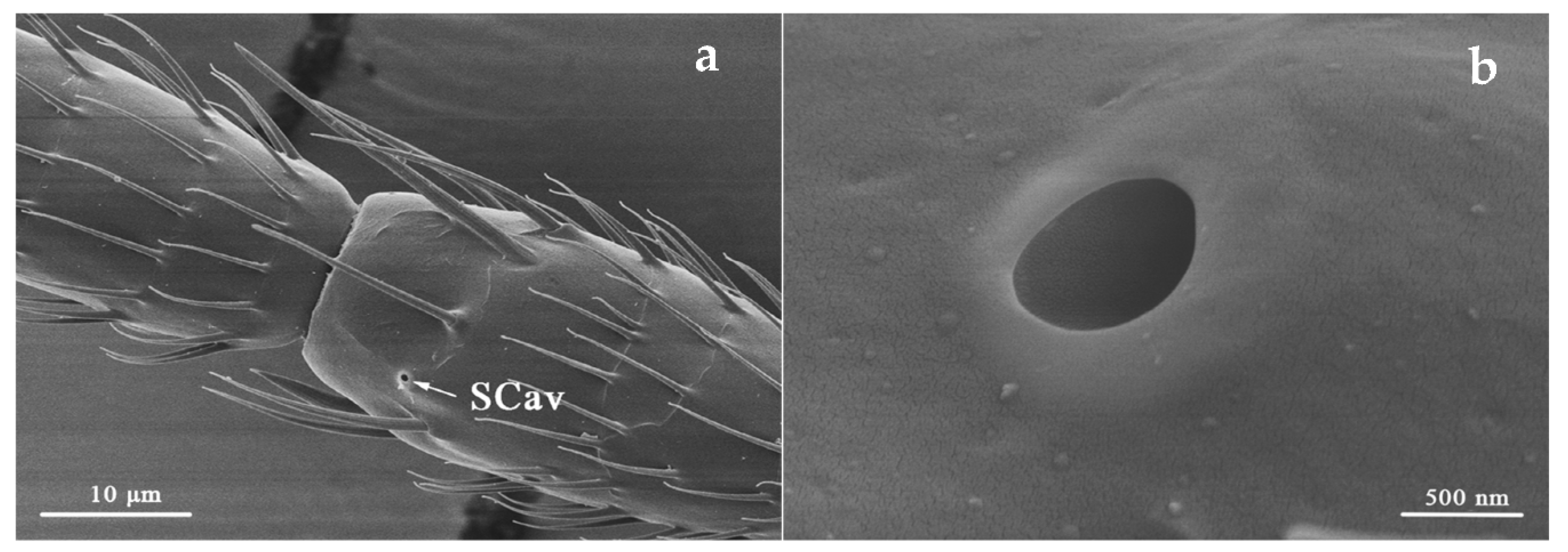 Insects 12 00081 g007 Insects 12 00081 g007