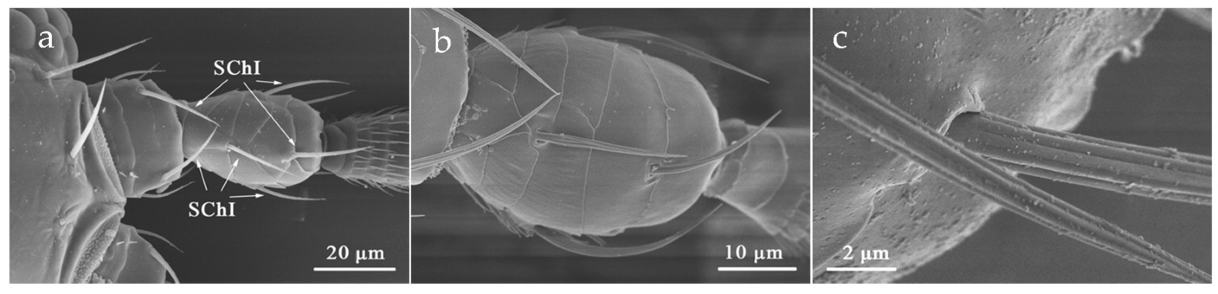 Insects 12 00081 g008 Insects 12 00081 g008