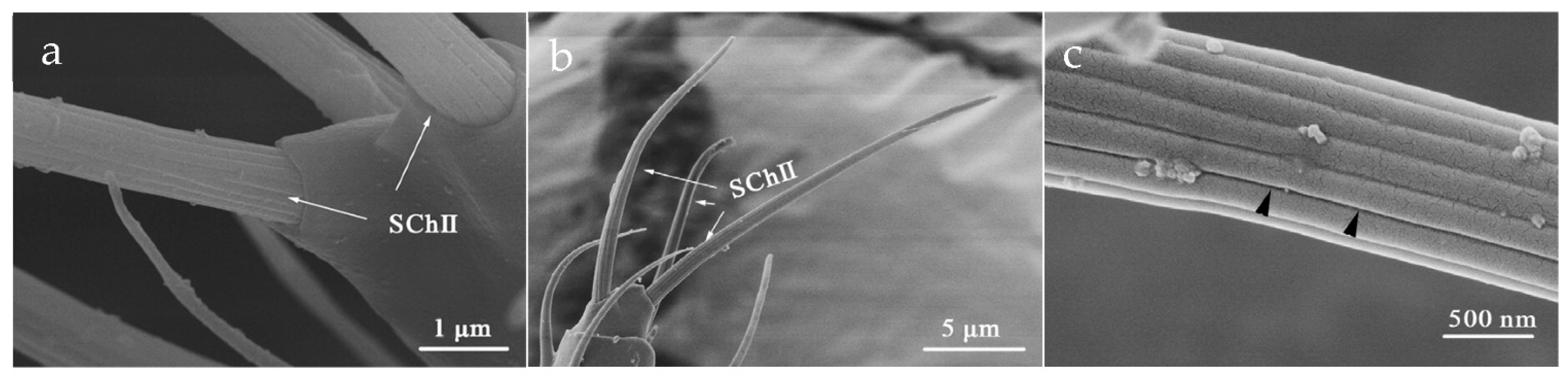 Insects 12 00081 g009 Insects 12 00081 g009