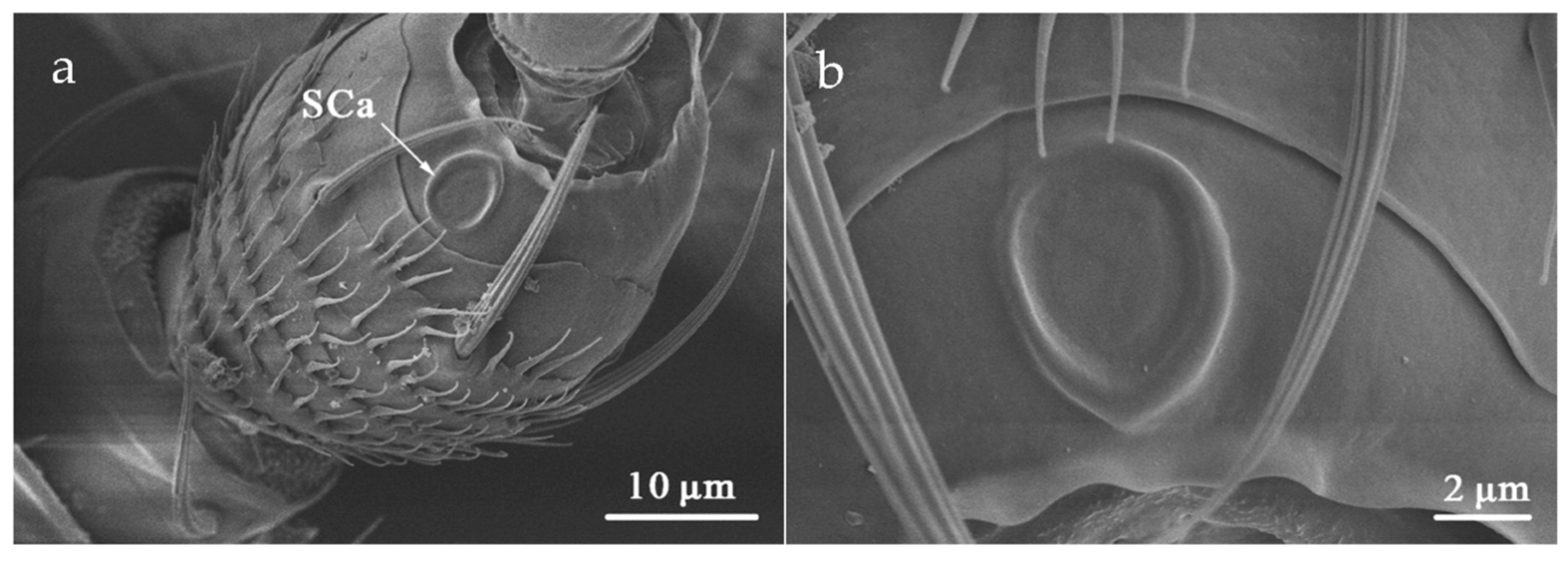 Insects 12 00081 g010 Insects 12 00081 g010