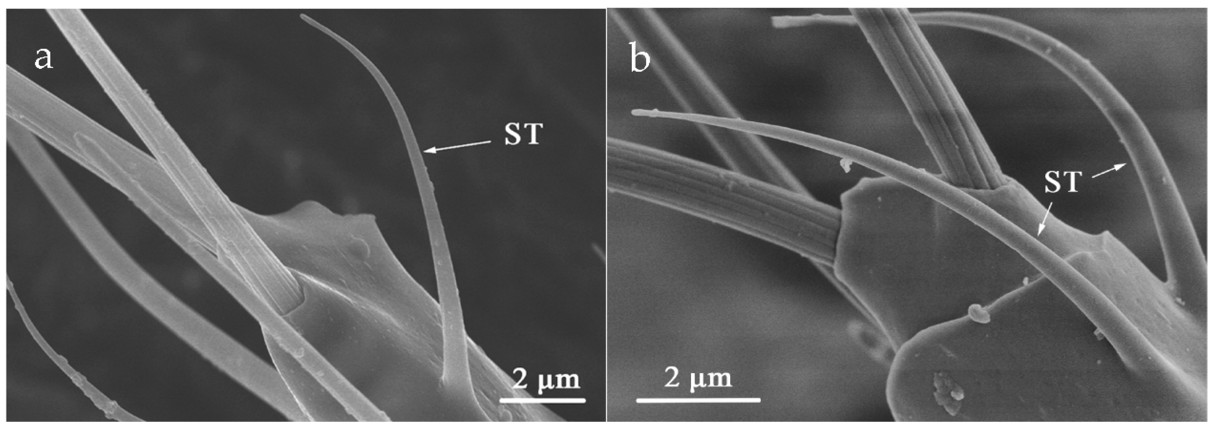 Insects 12 00081 g011 Insects 12 00081 g011