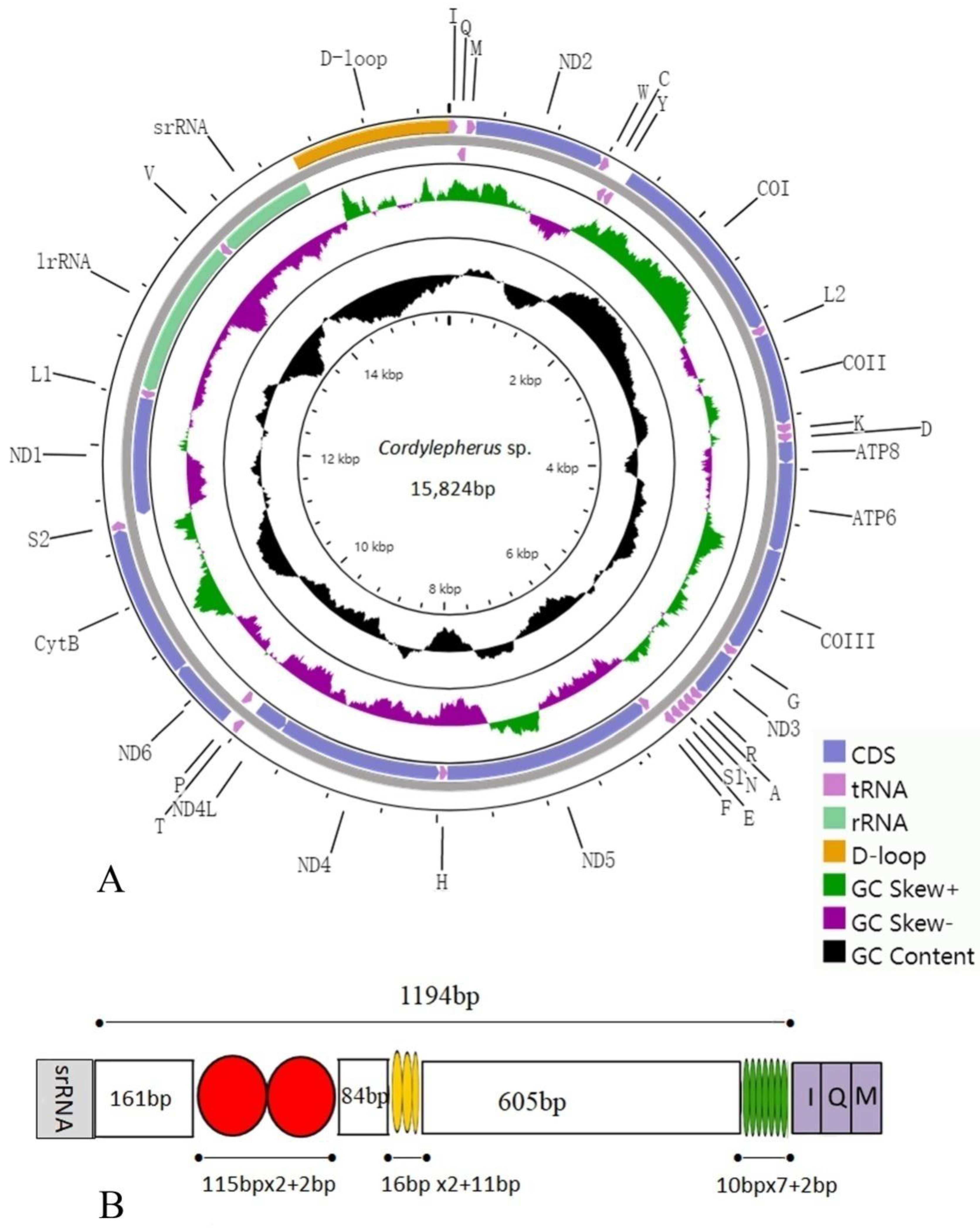 Insects 12 00087 g001