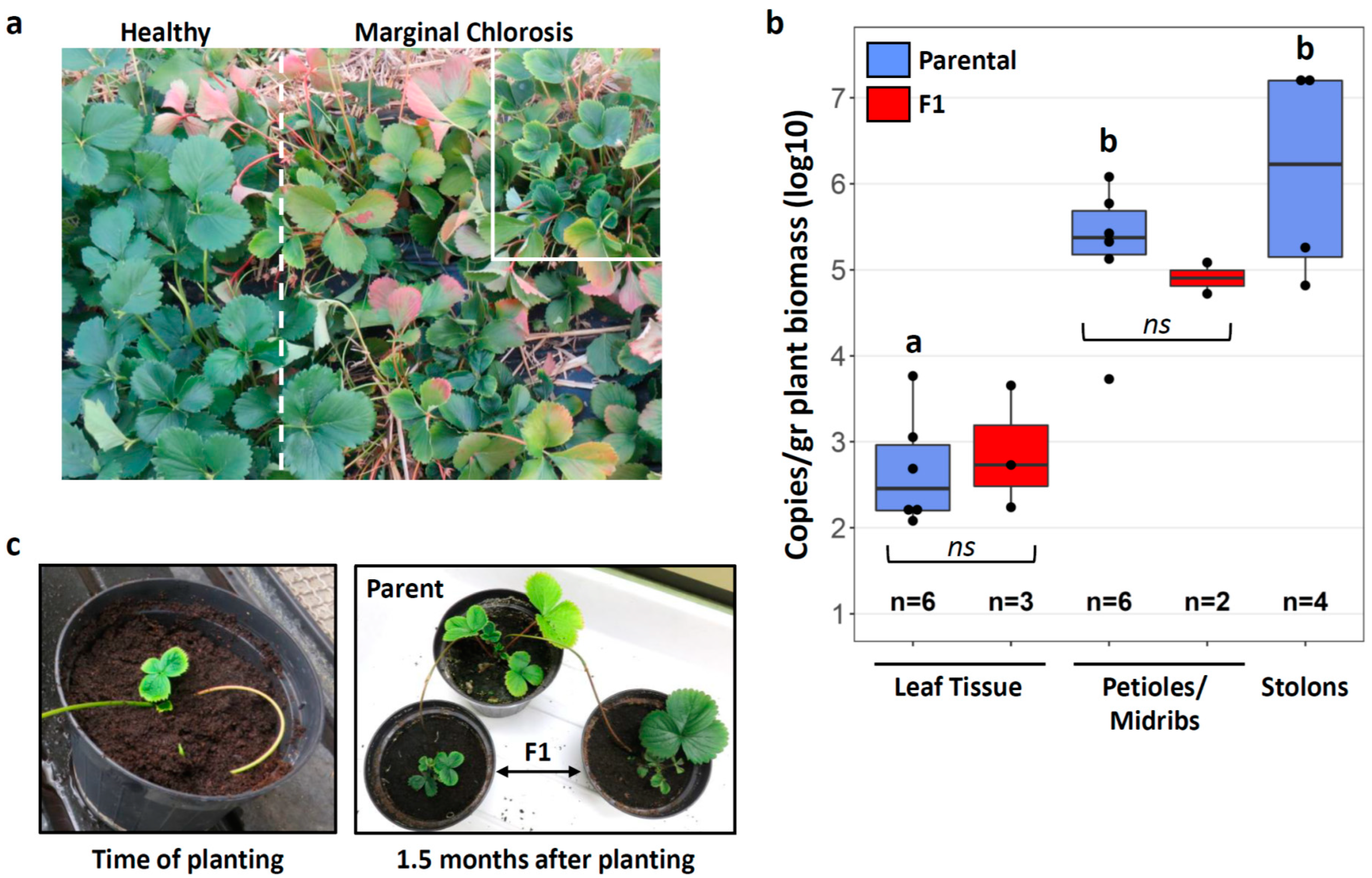 Insects 12 00093 g001