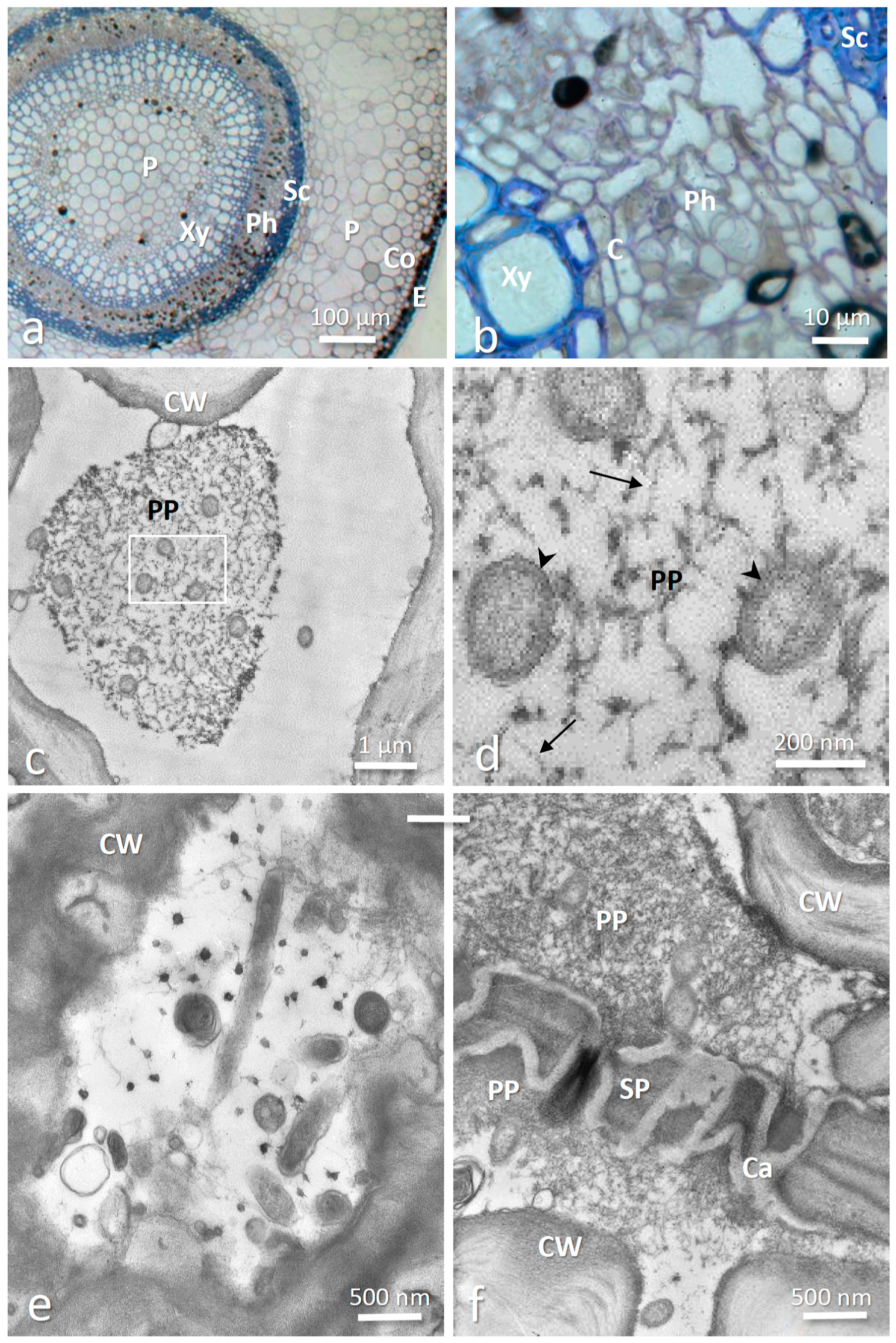 Insects 12 00093 g002