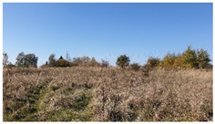 Insects 12 00096 i005