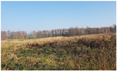 Insects 12 00096 i006