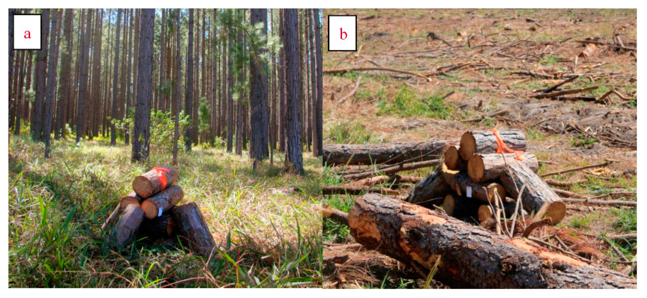 Insects 12 00098 g001