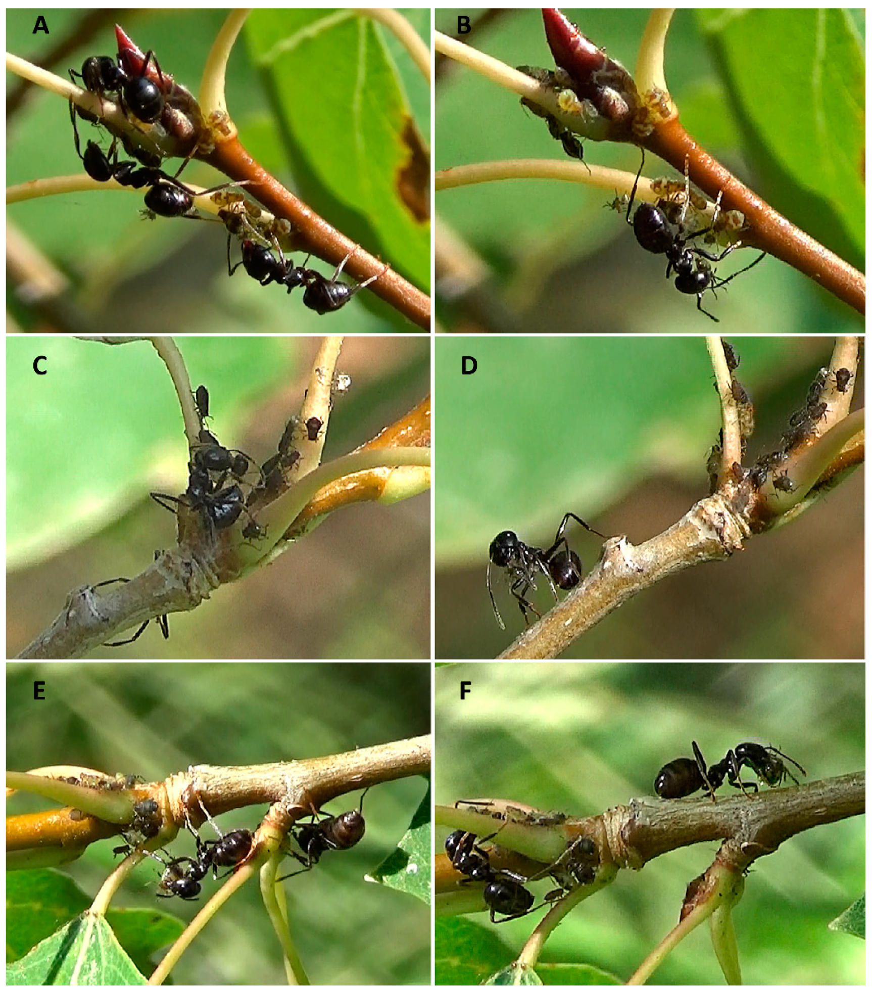 Insects 12 00099 g001