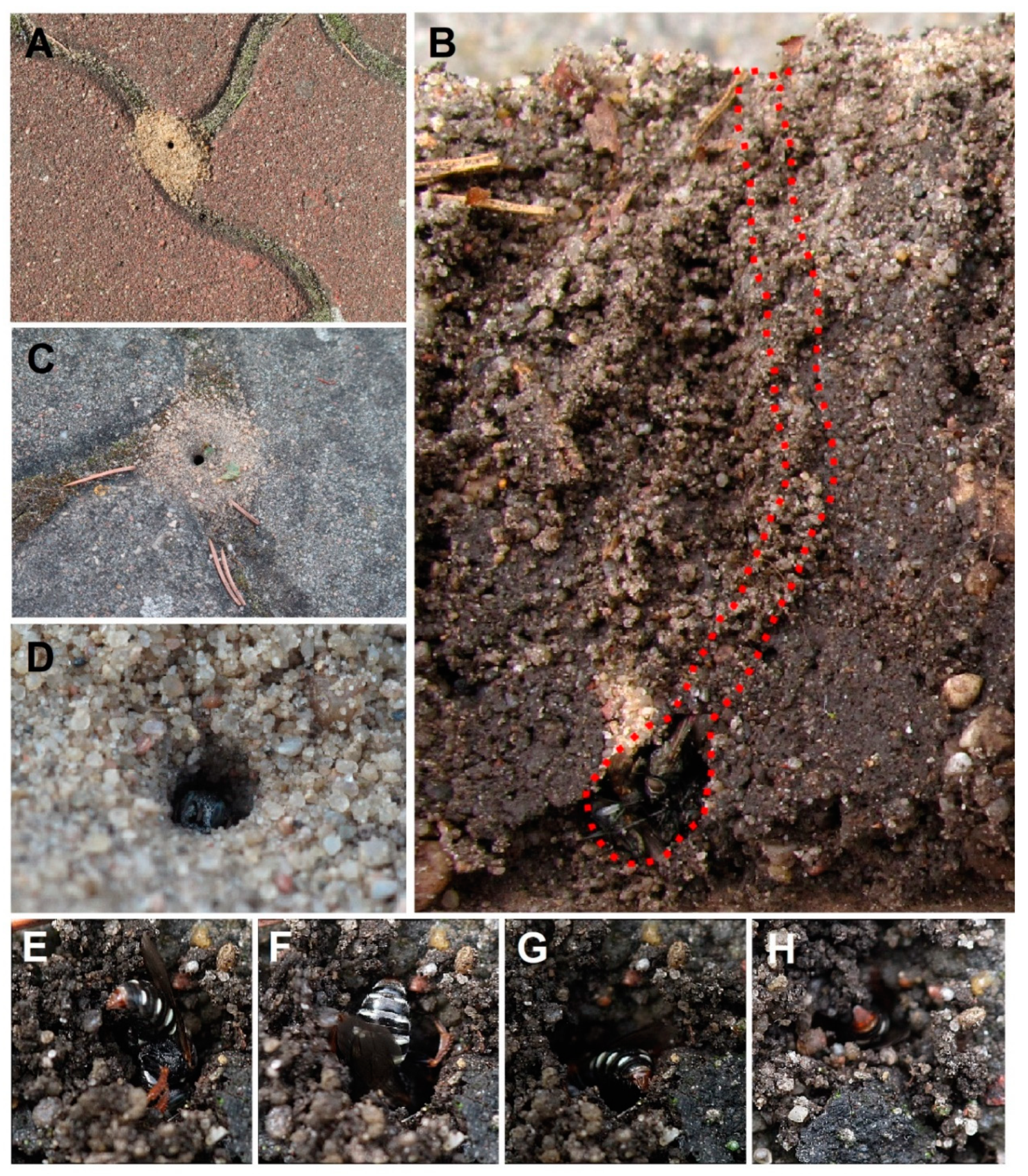 Insects 12 00100 g001