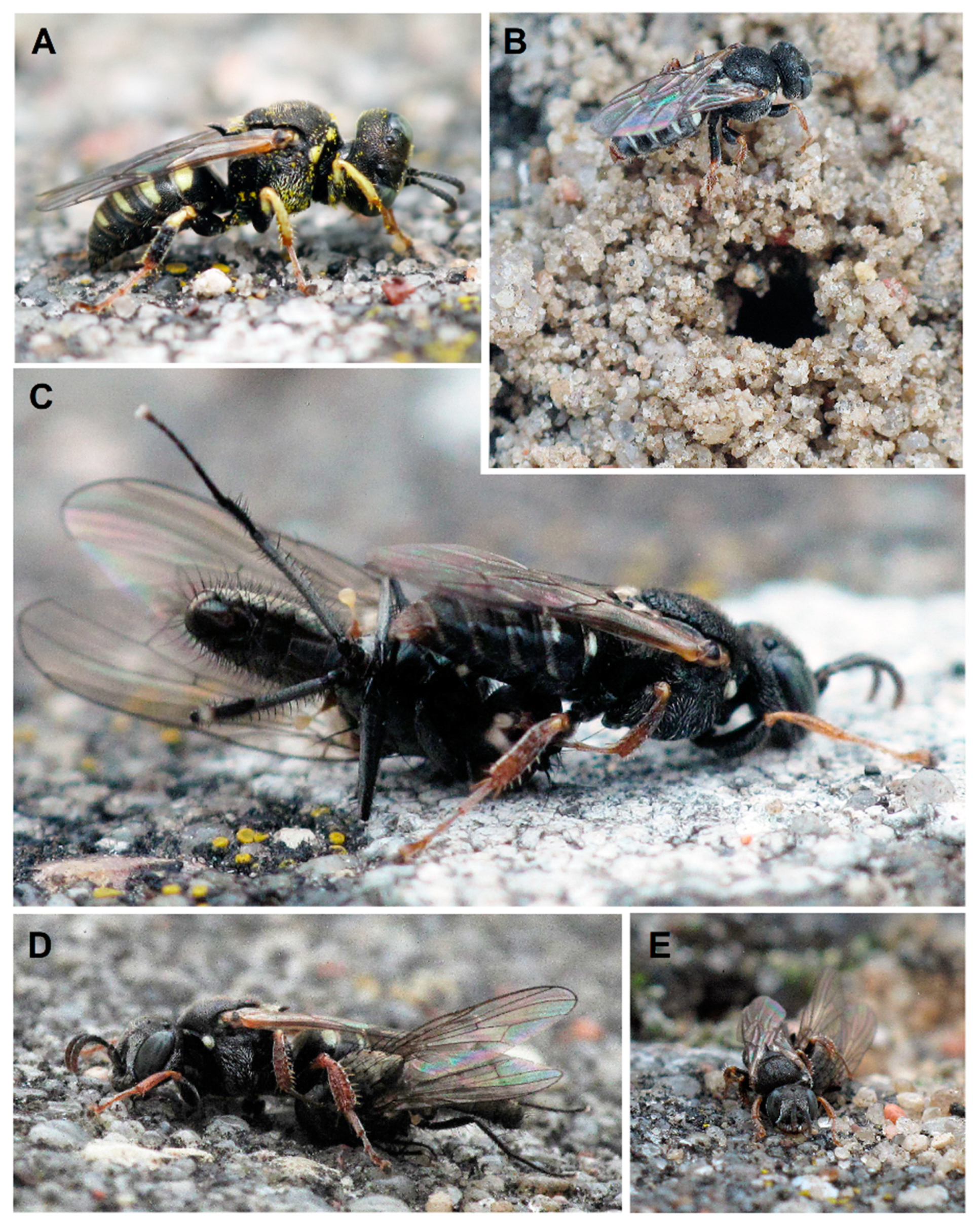 Insects 12 00100 g002