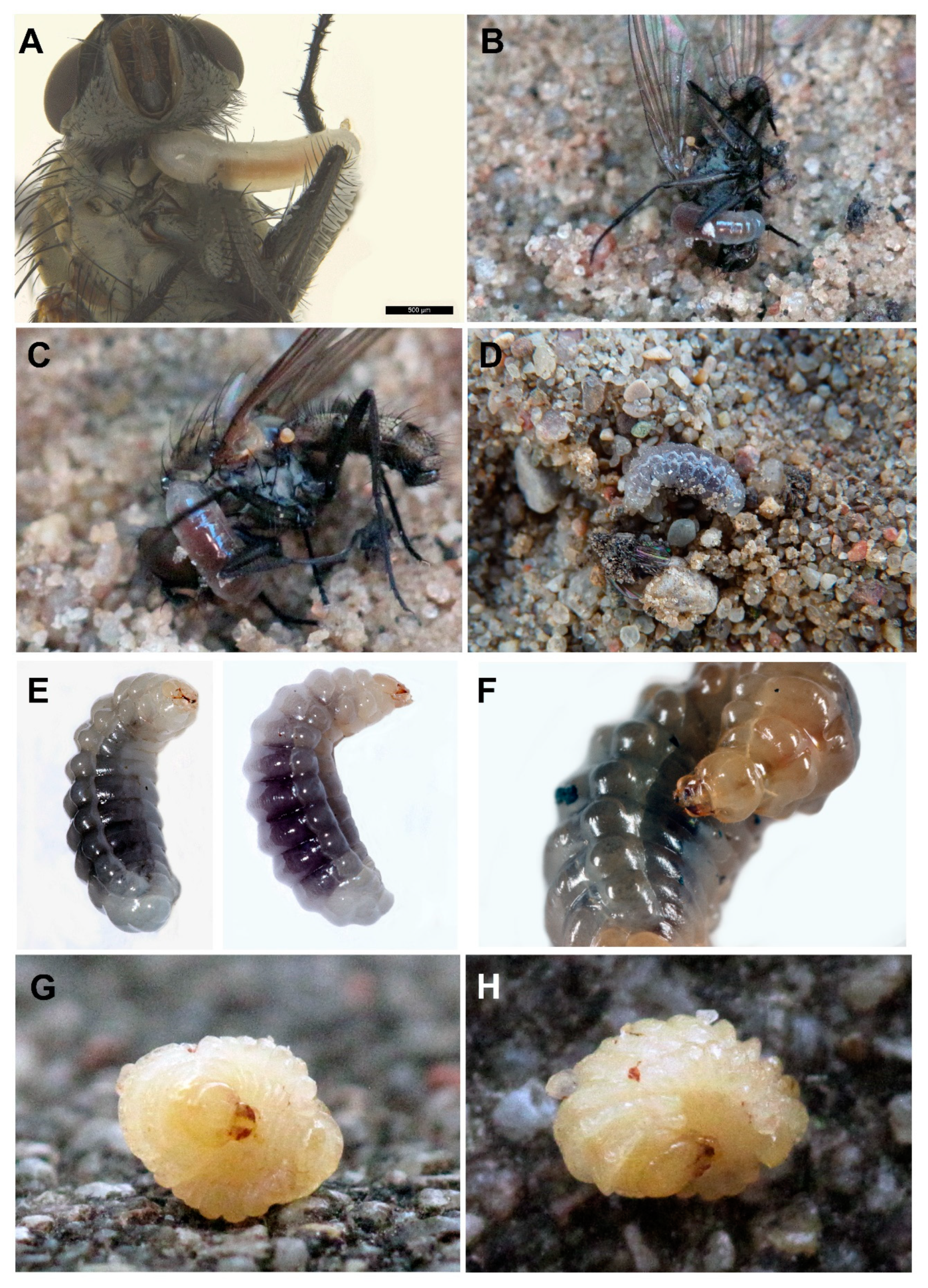 Insects 12 00100 g003