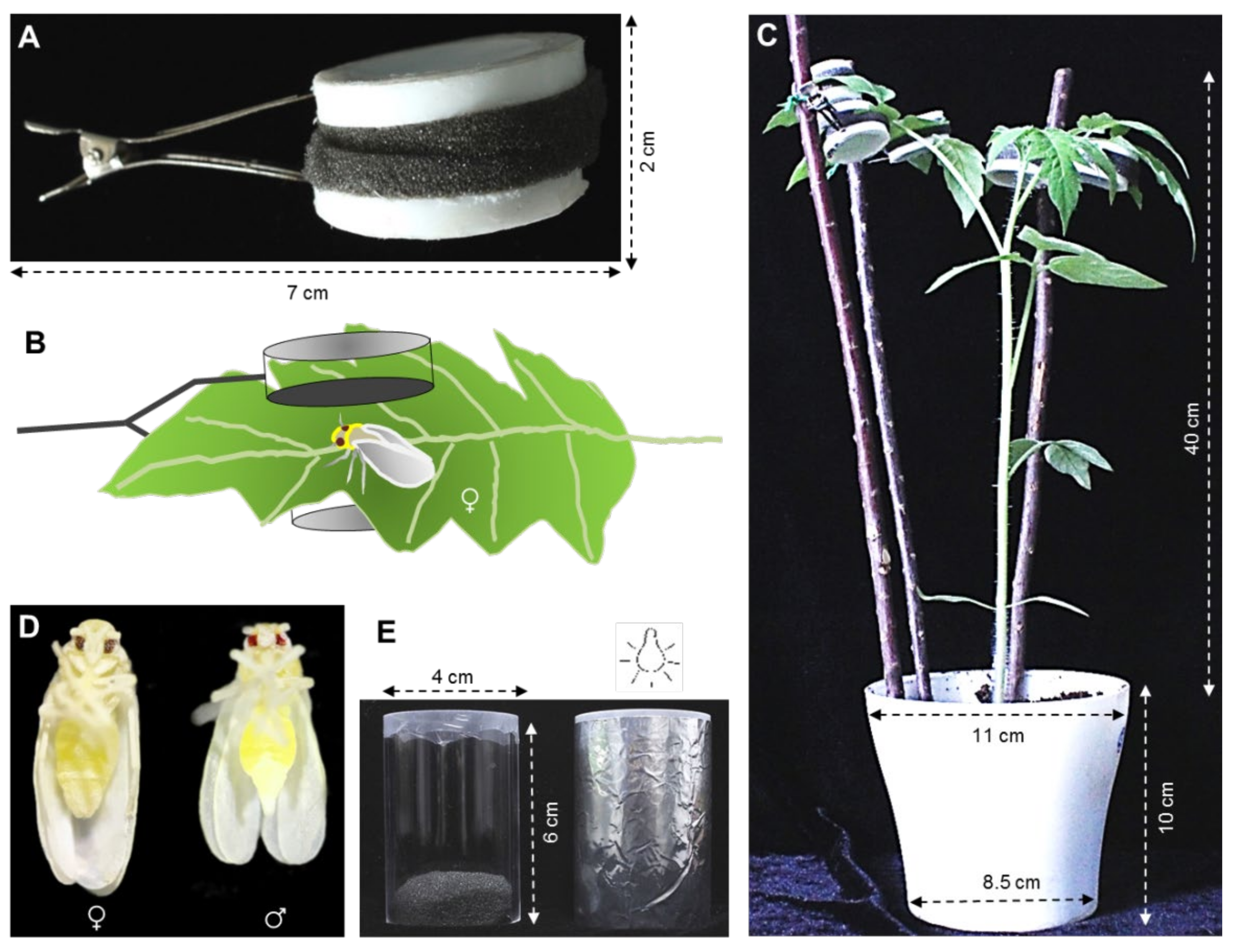 Insects 12 00101 g001
