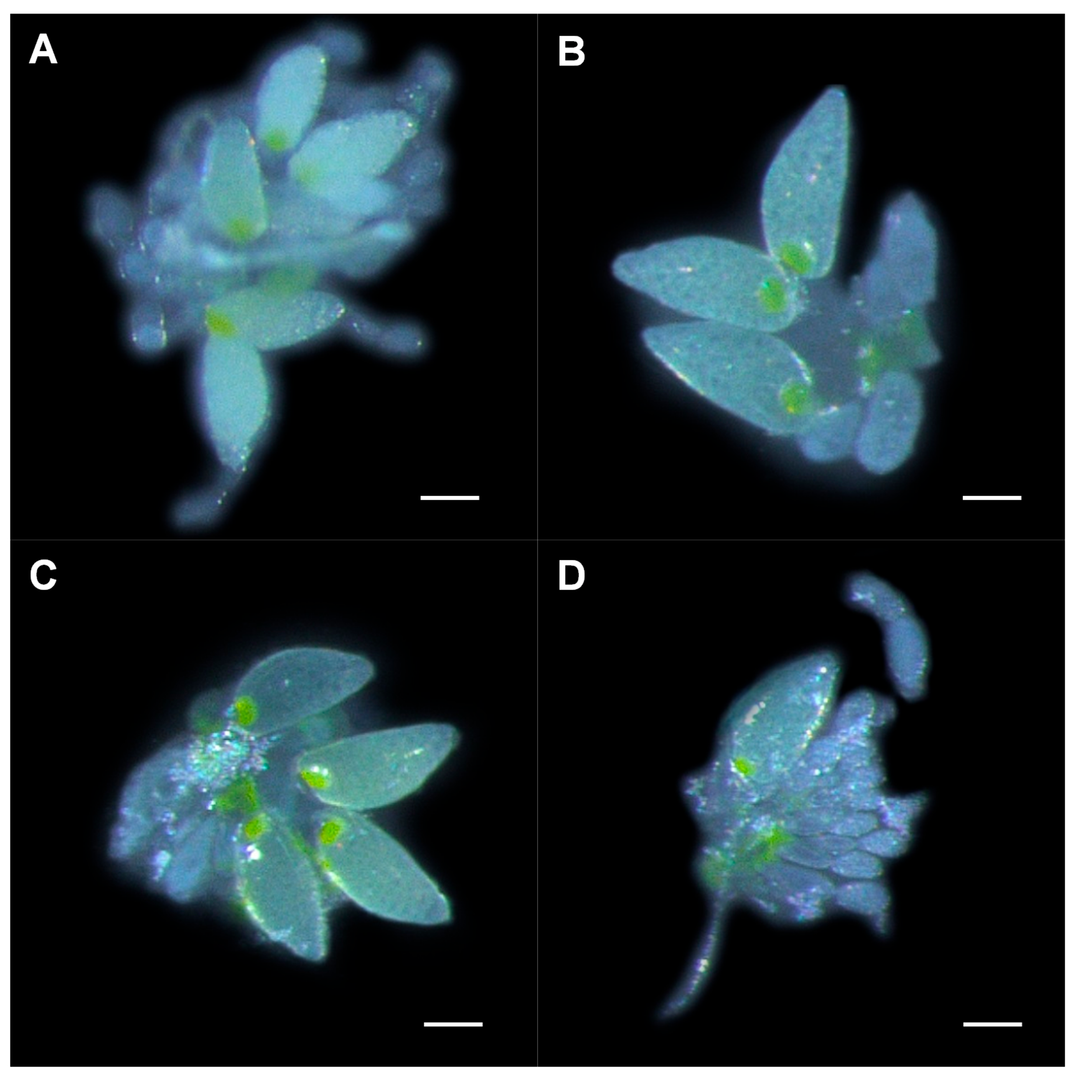 Insects 12 00101 g004