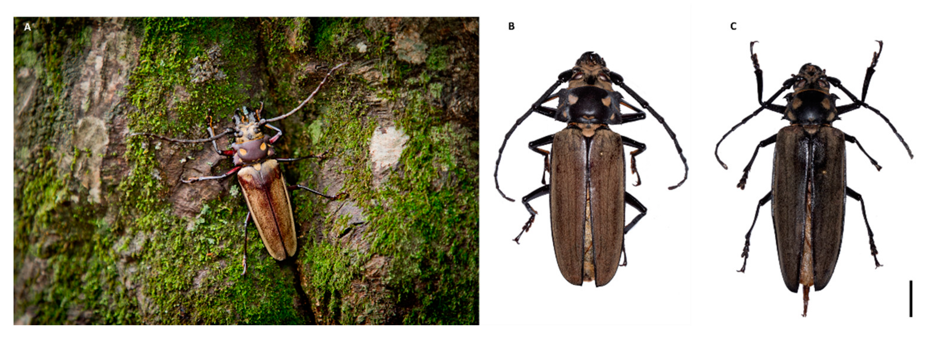 Insects 12 00111 g001 Insects 12 00111 g001