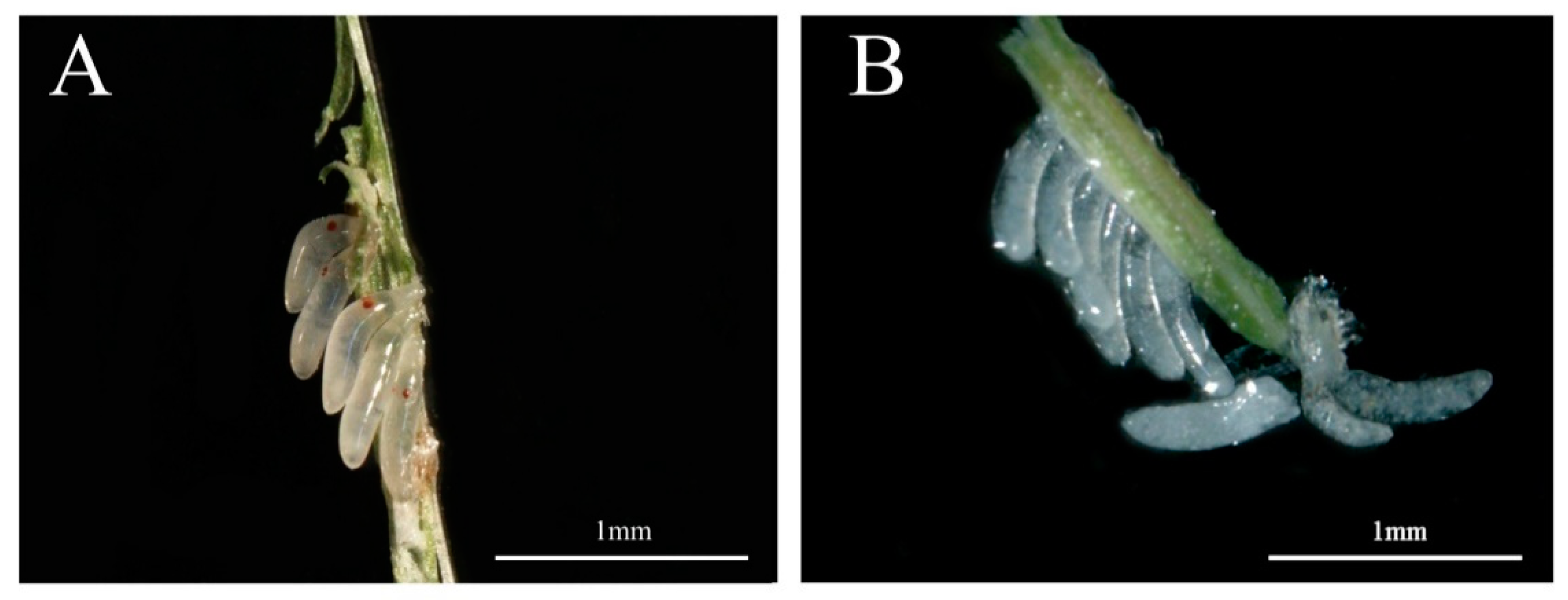 Insects 12 00114 g003