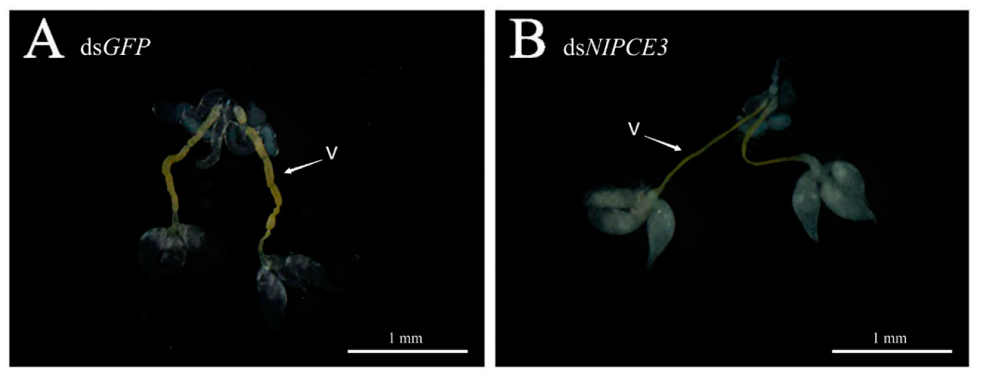 Insects 12 00114 g004