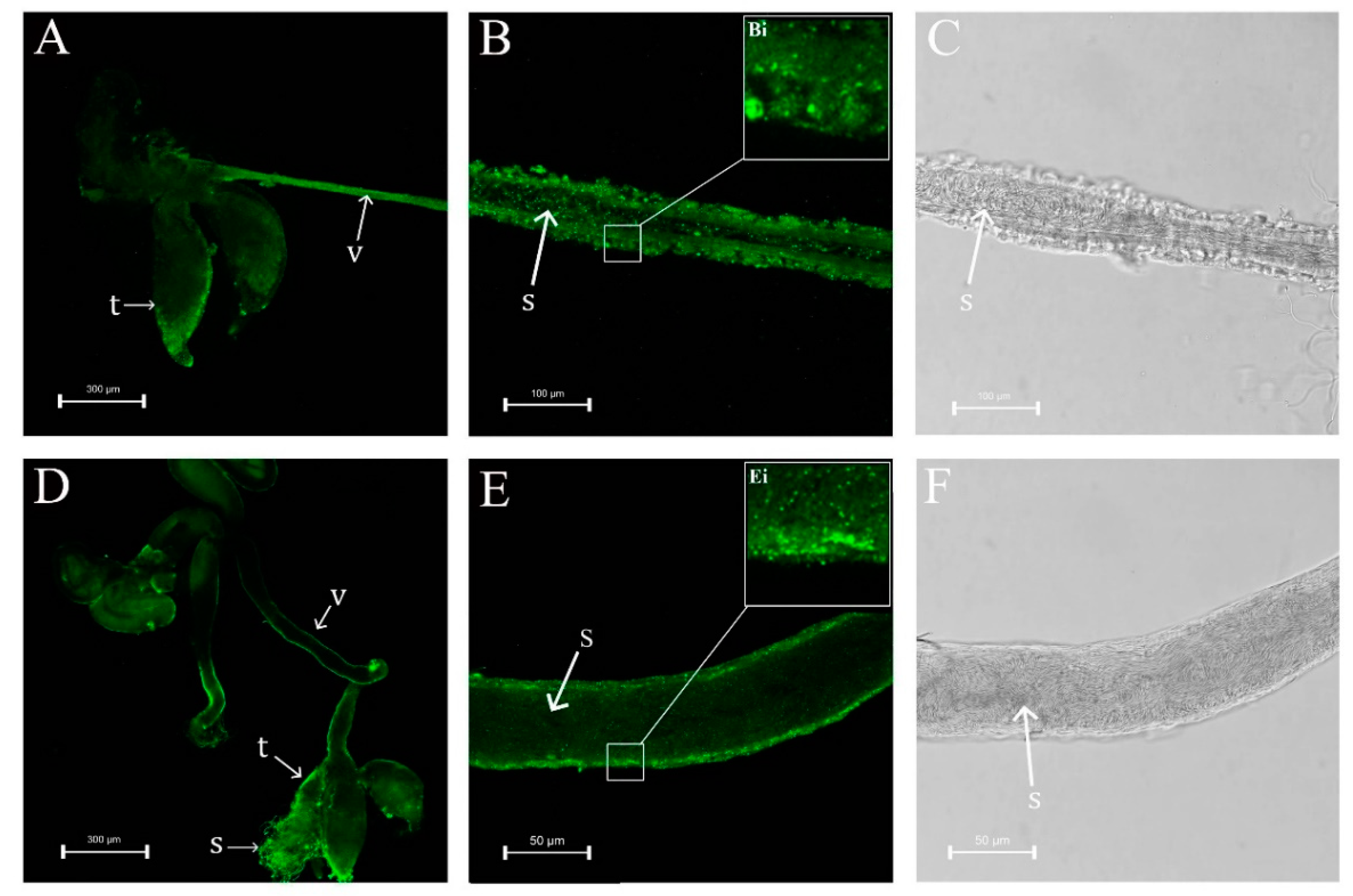 Insects 12 00114 g005