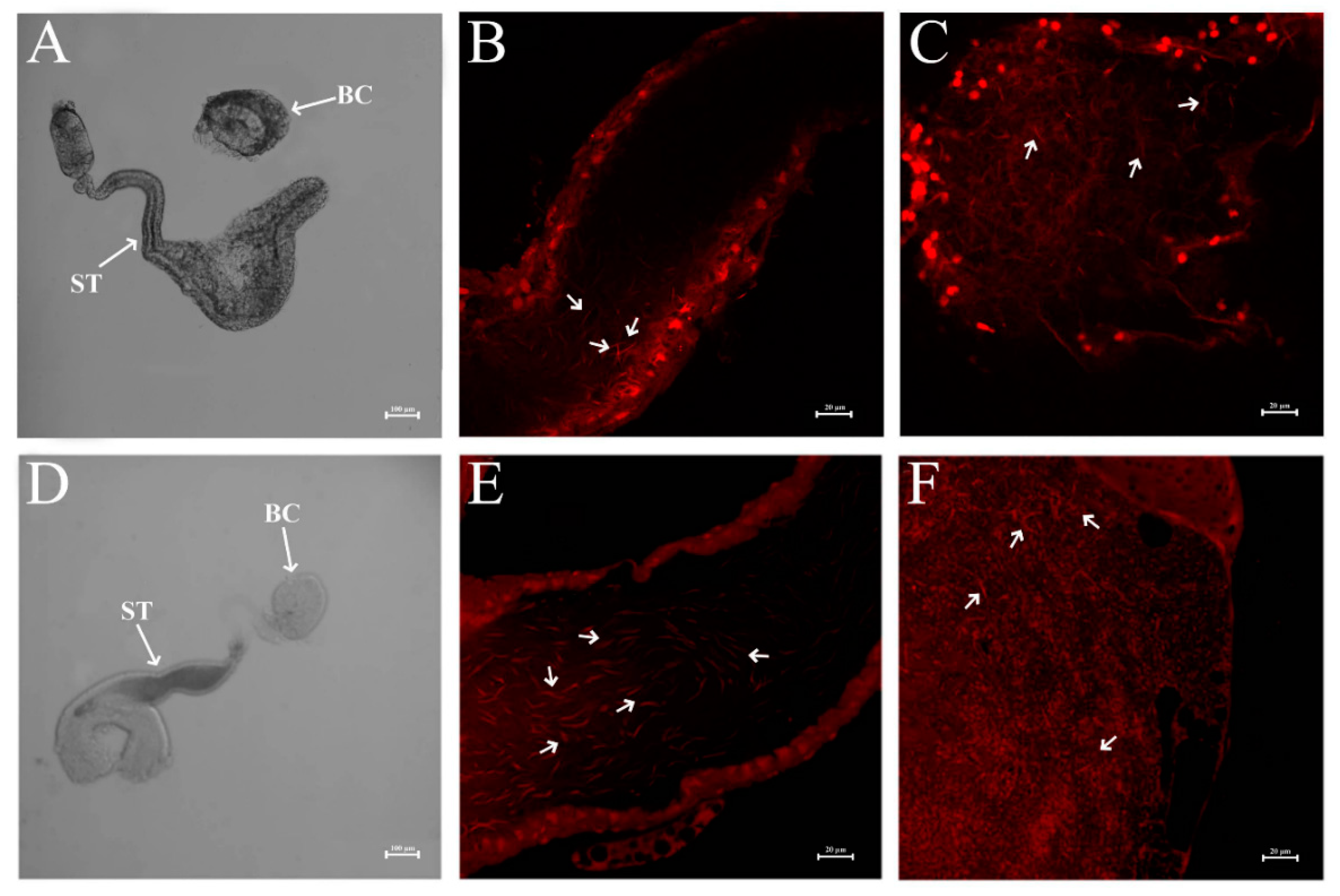 Insects 12 00114 g006