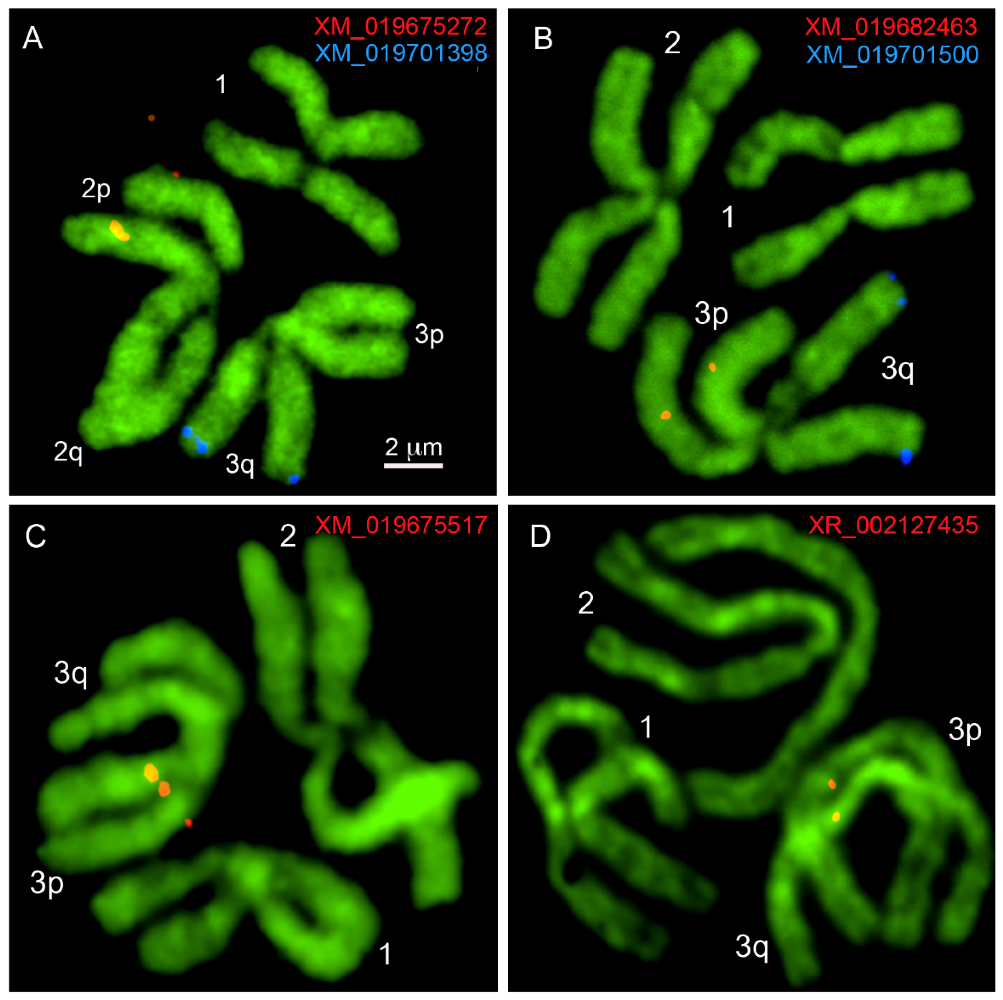 Insects 12 00138 g002