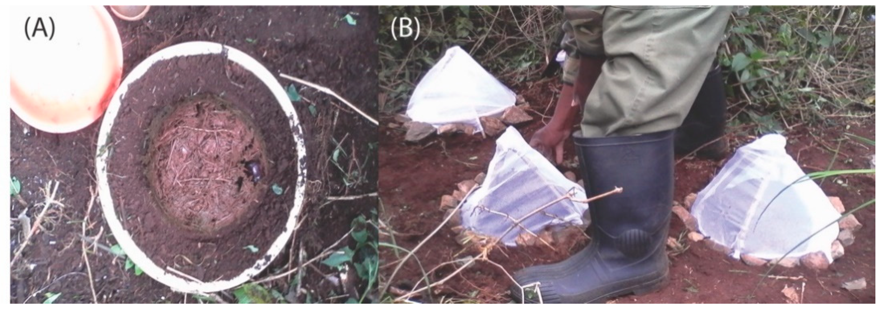 Insects 12 00141 g001