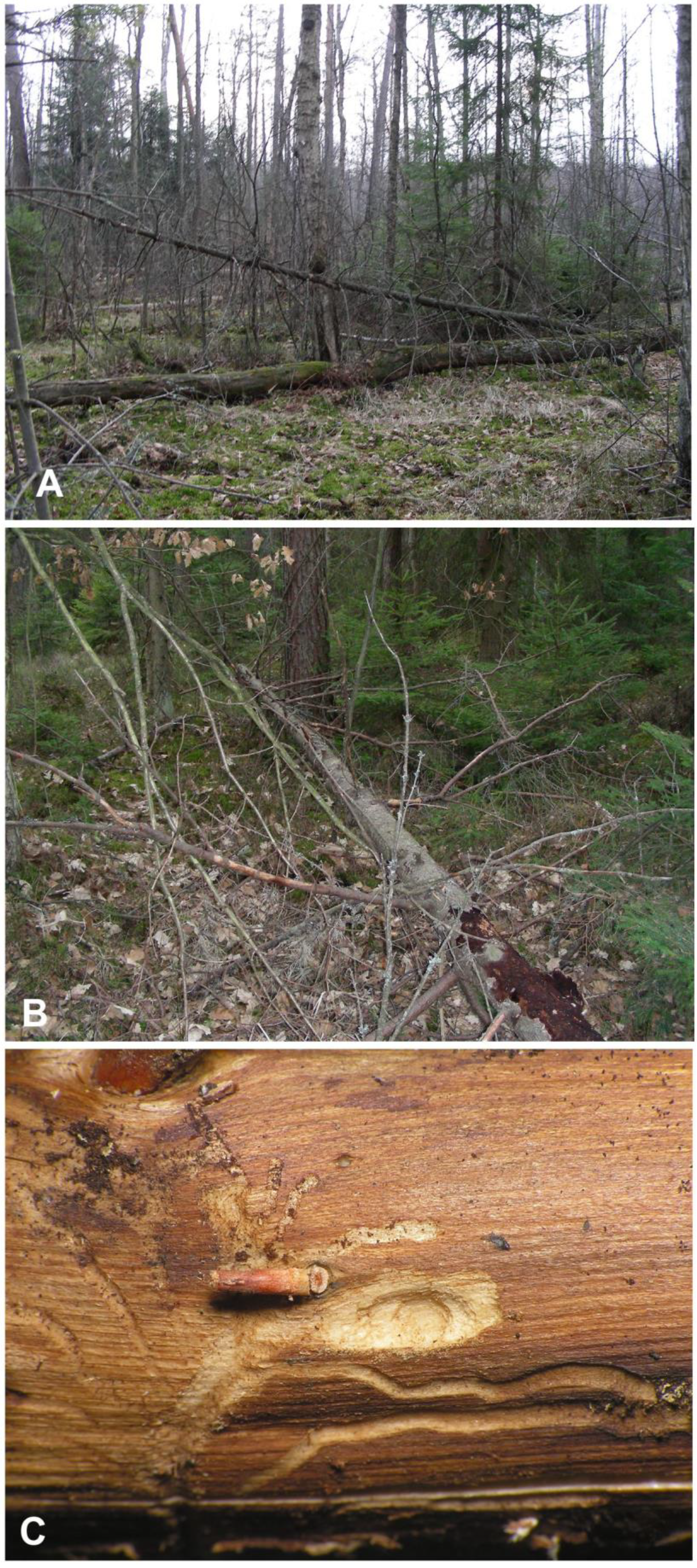 Insects 12 00151 g001