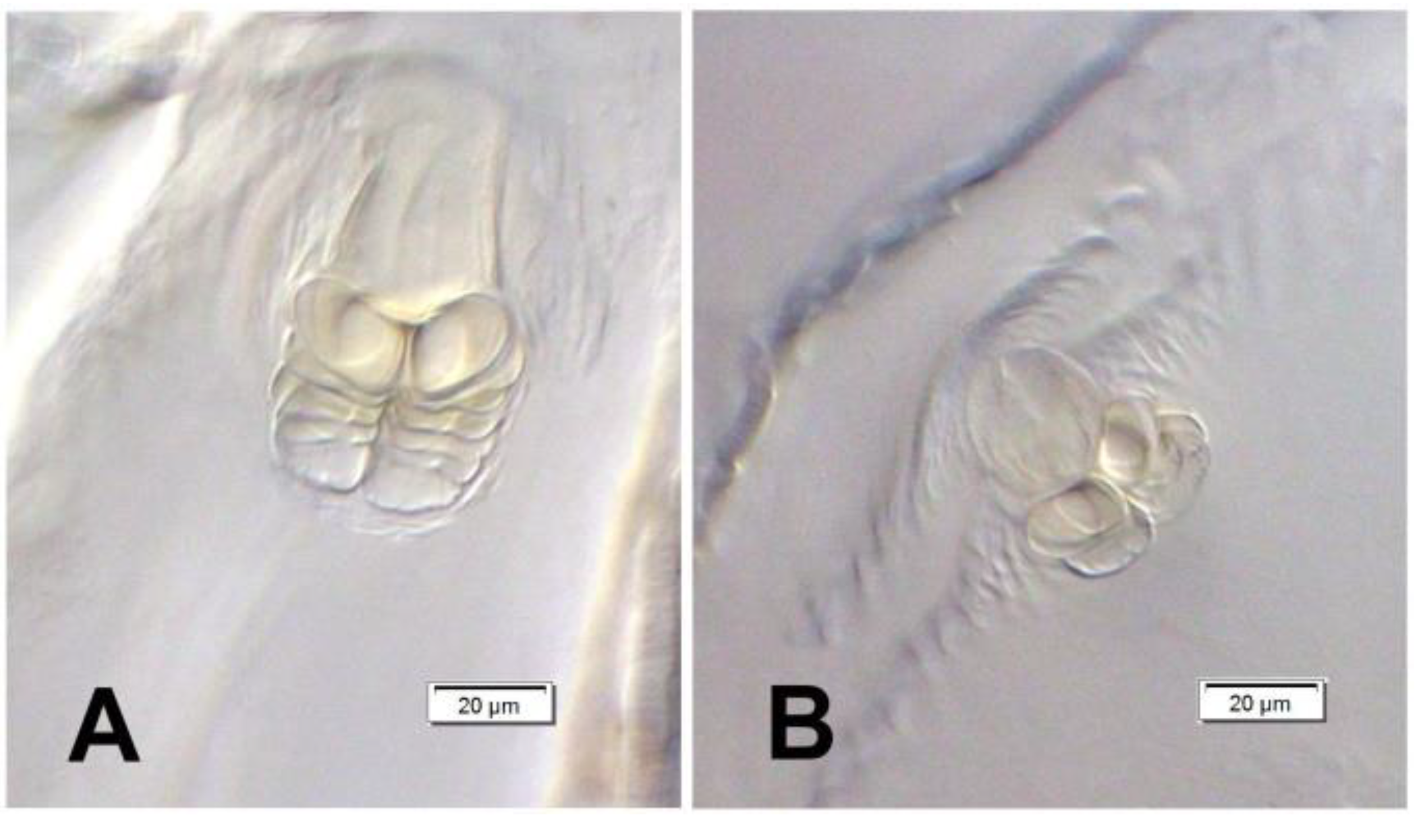 Insects 12 00151 g004
