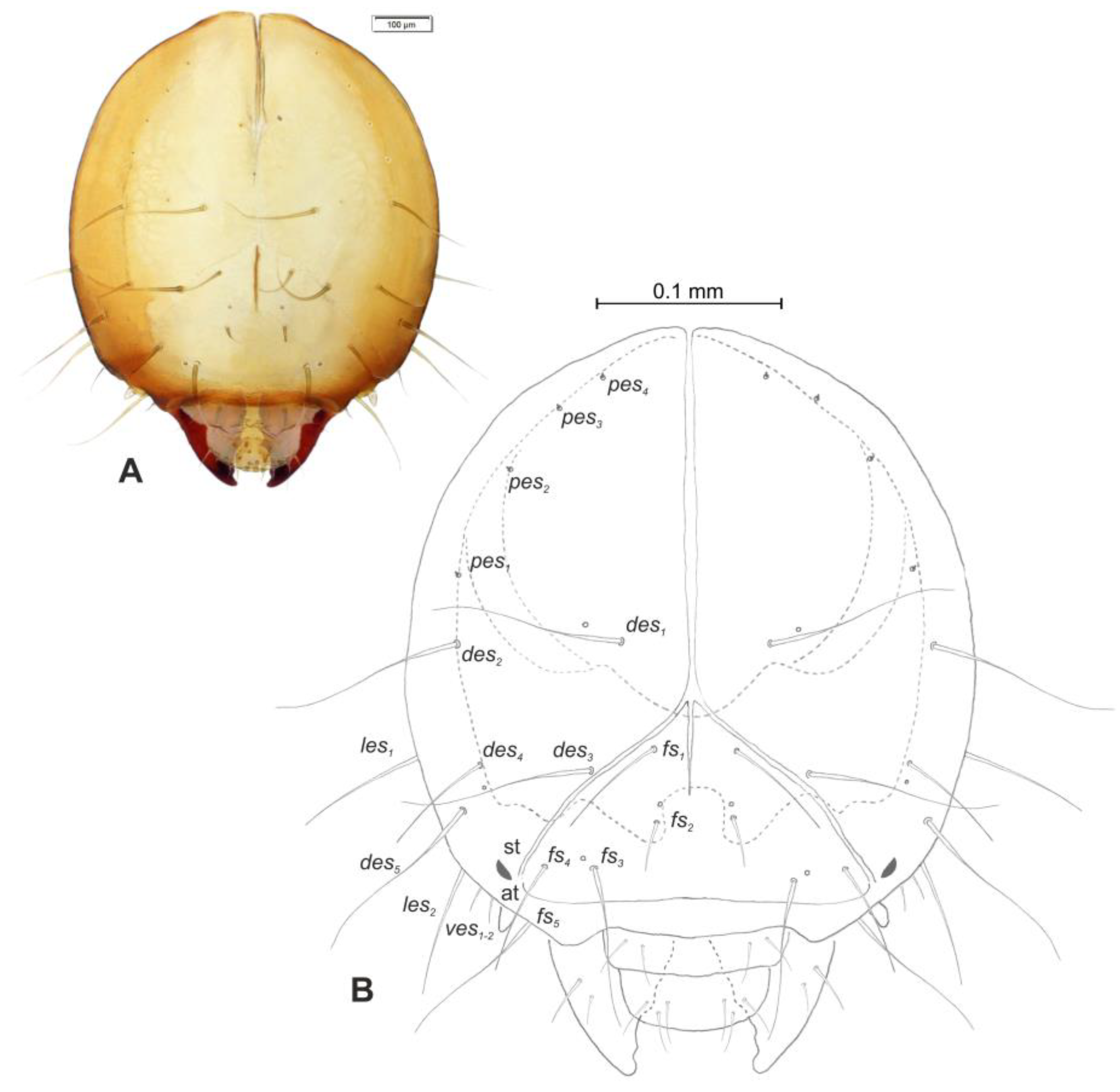 Insects 12 00151 g006