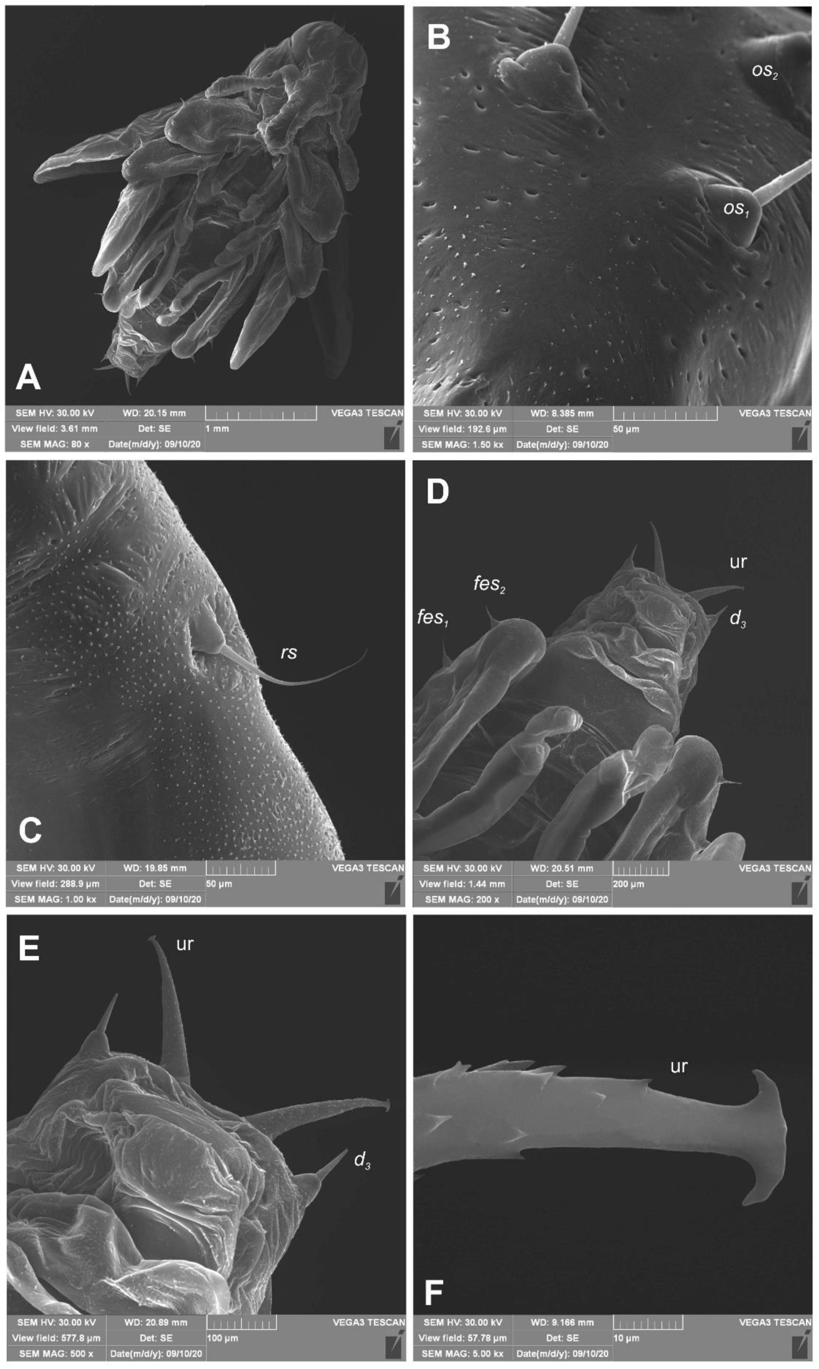Insects 12 00151 g012