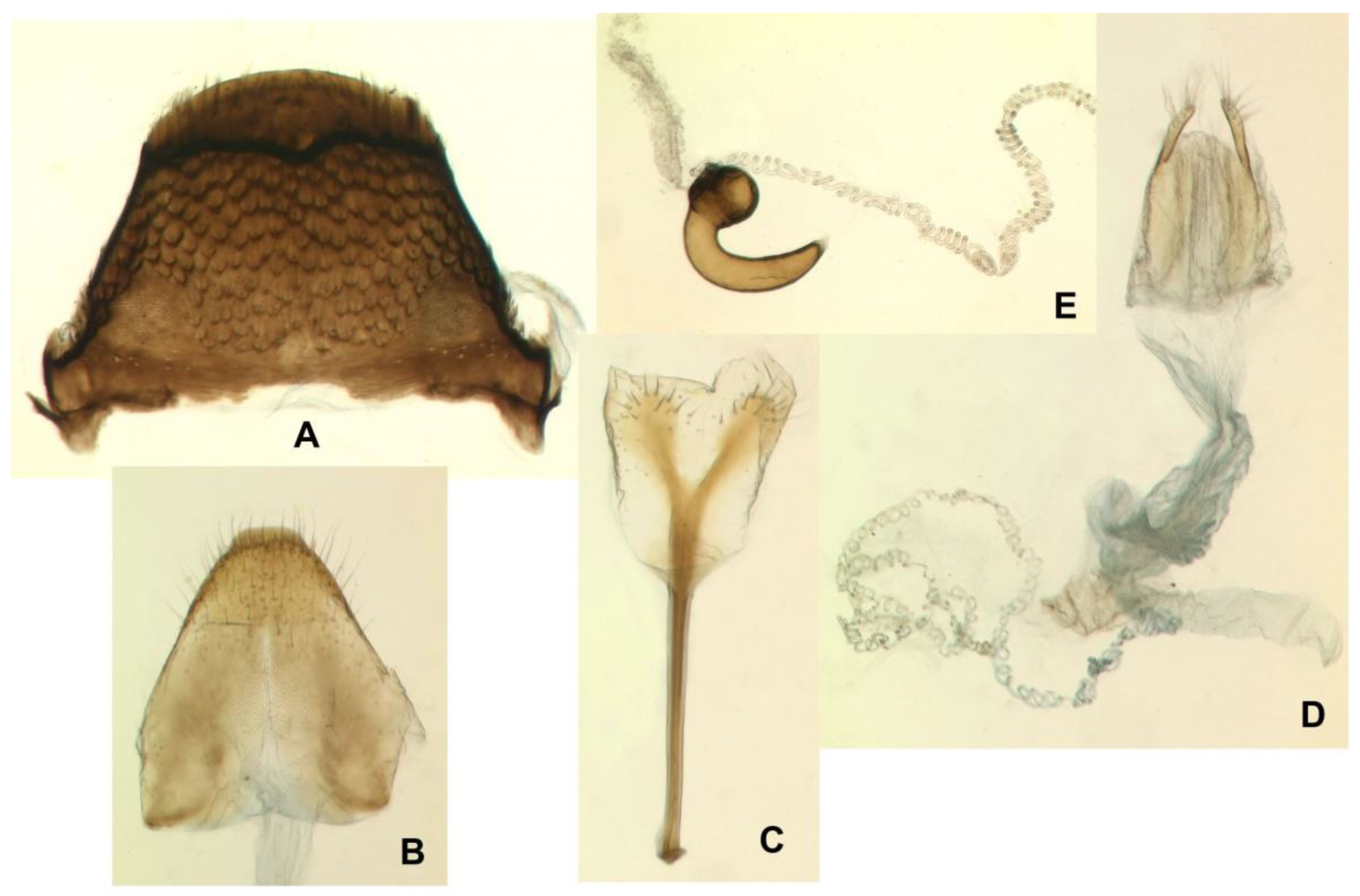 Insects 12 00151 g015