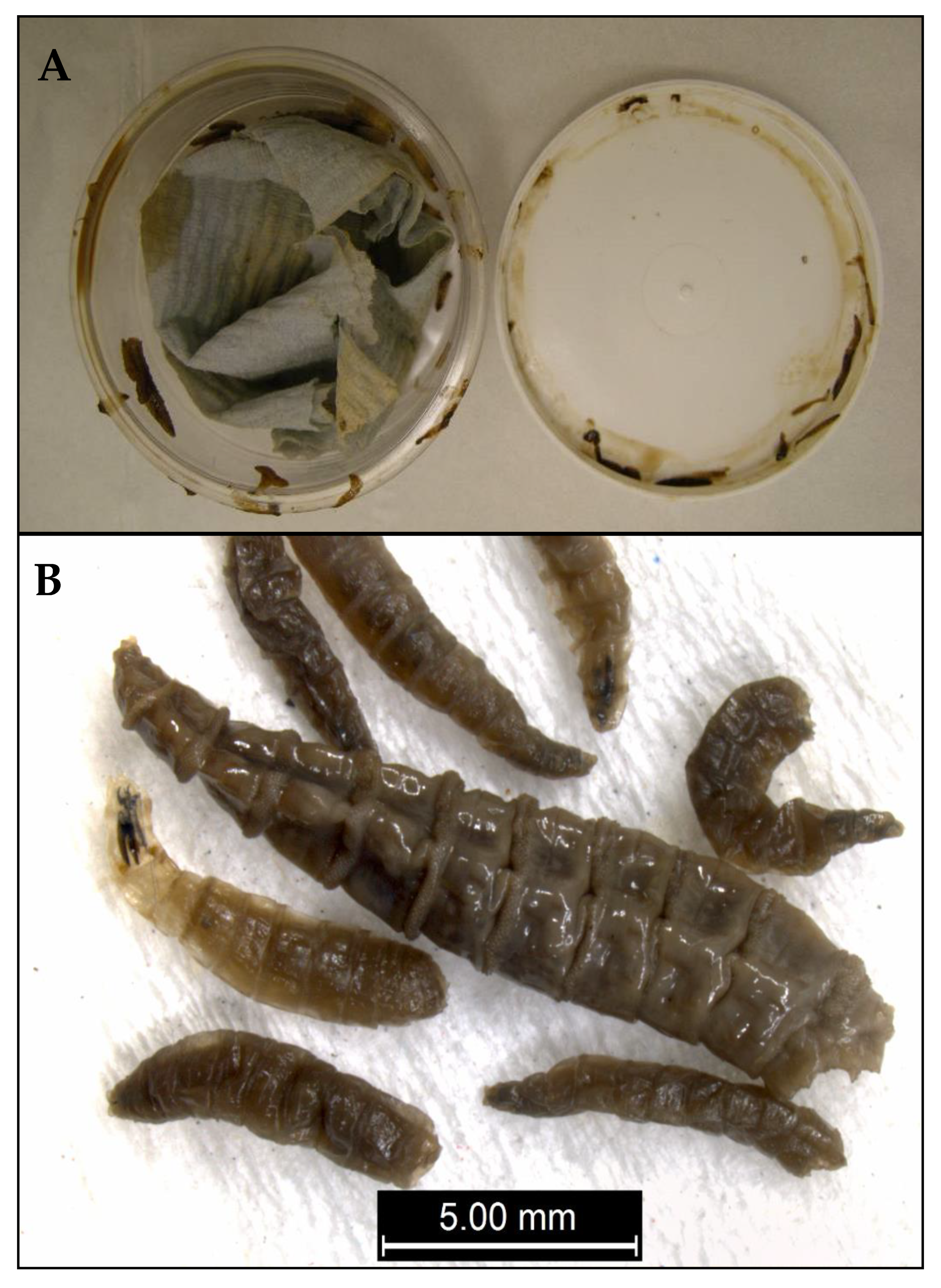 Insects 12 00174 g001