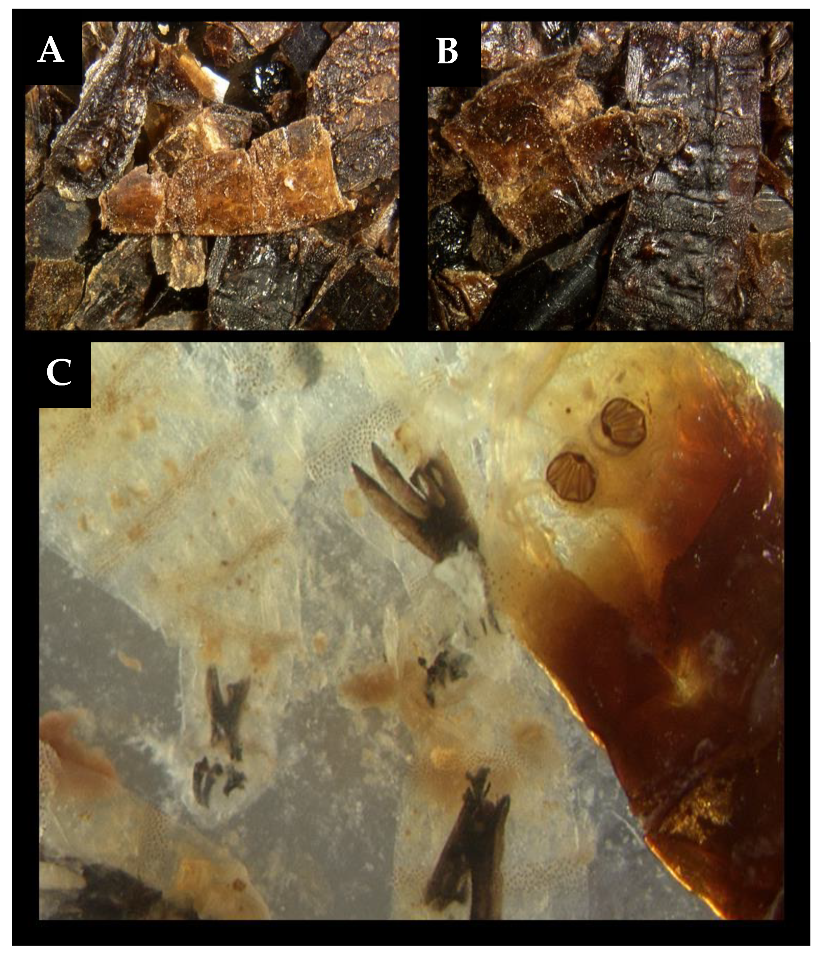 Insects 12 00174 g002