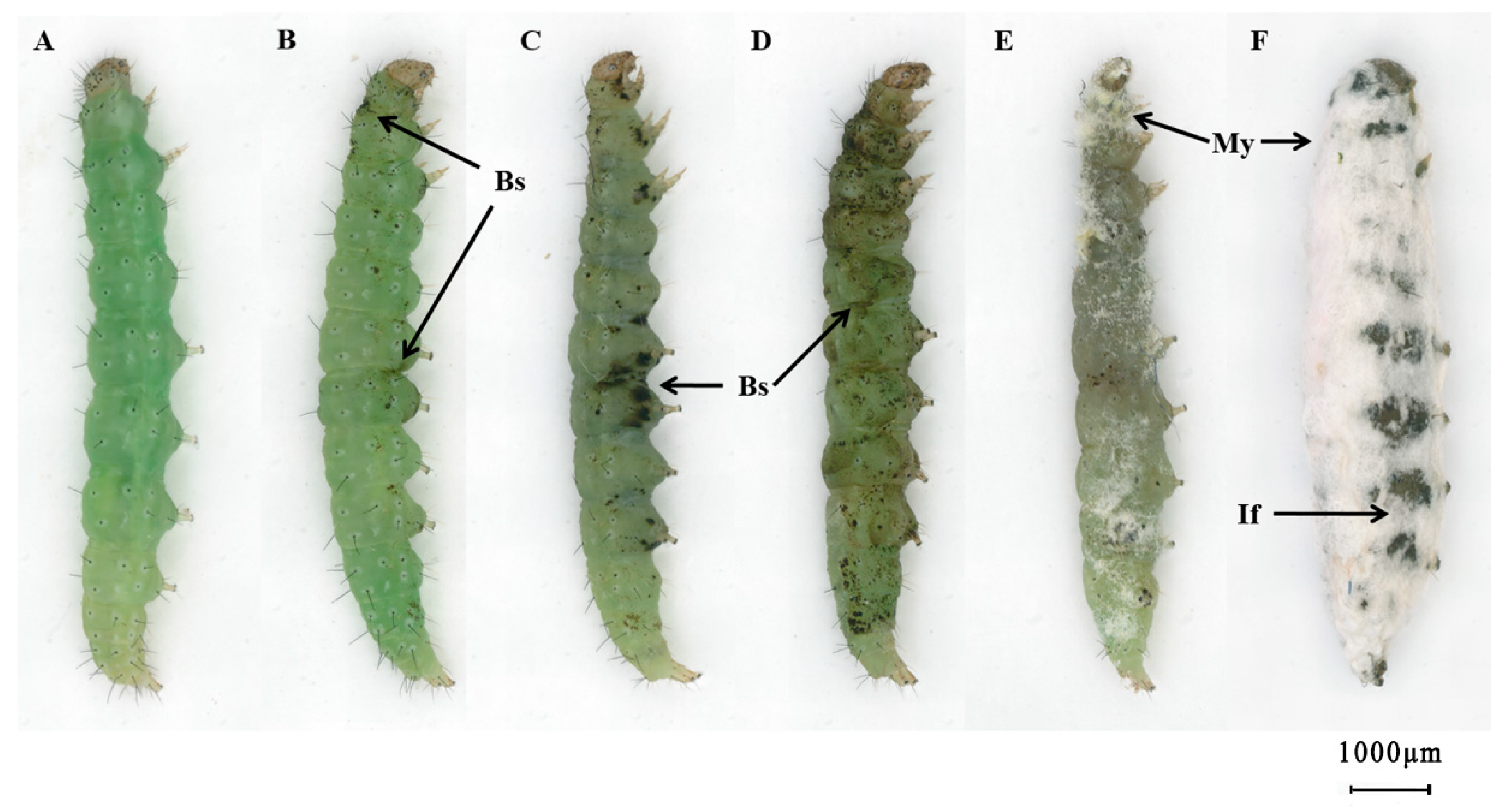 Insects 12 00179 g001