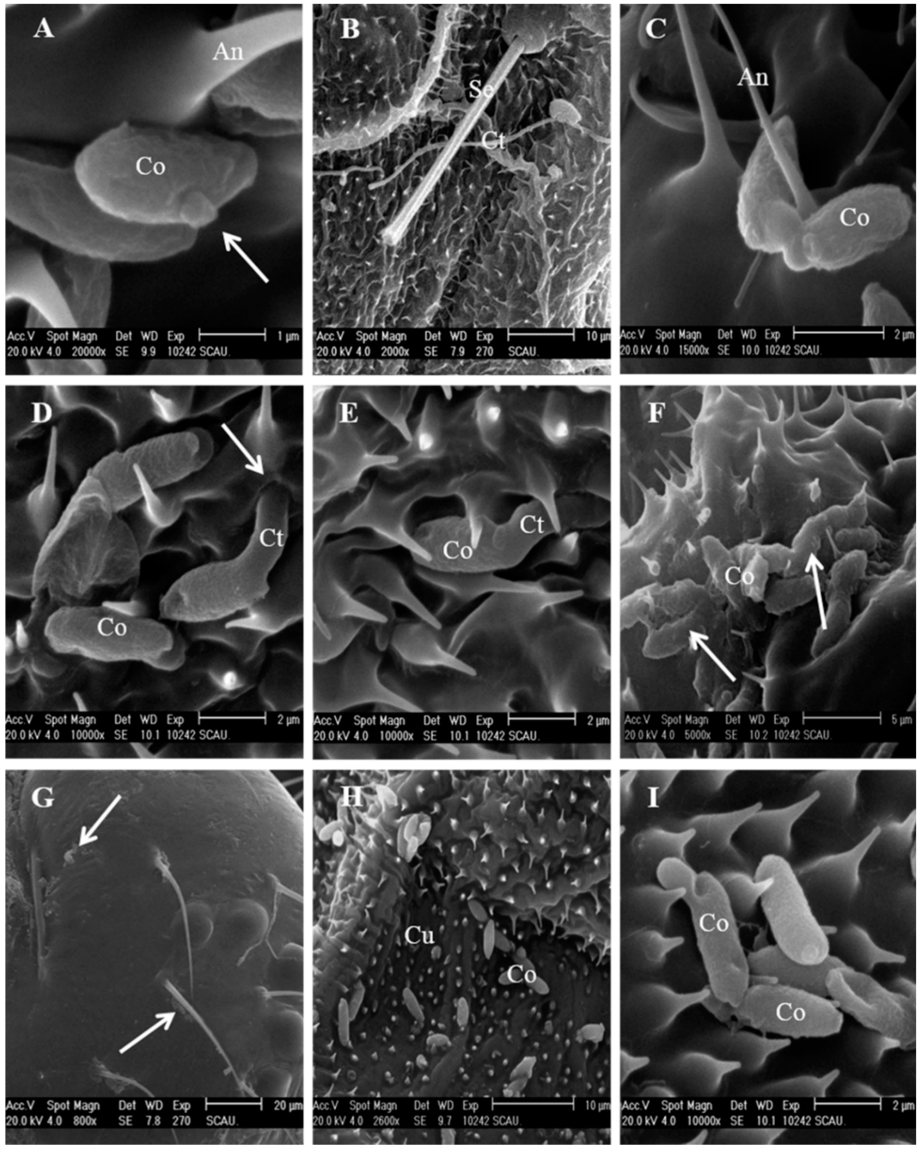 Insects 12 00179 g003