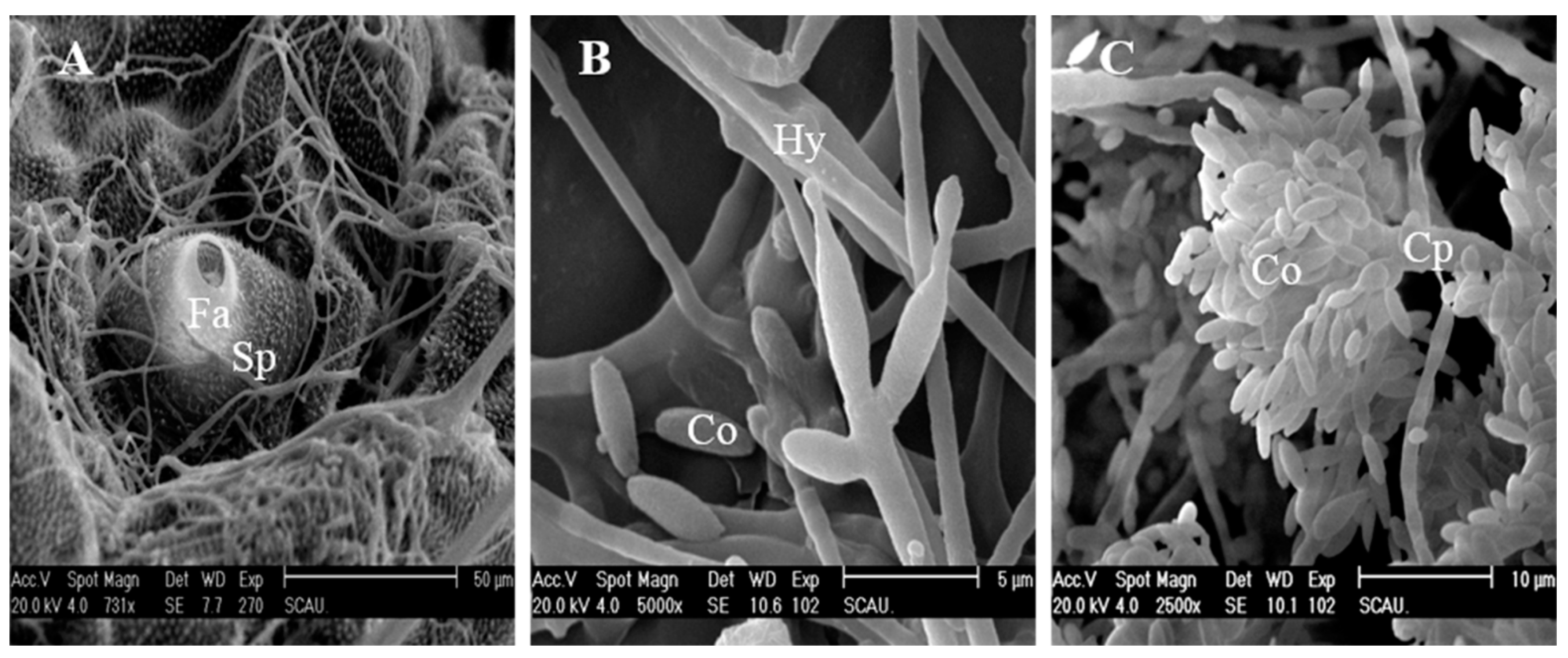 Insects 12 00179 g007