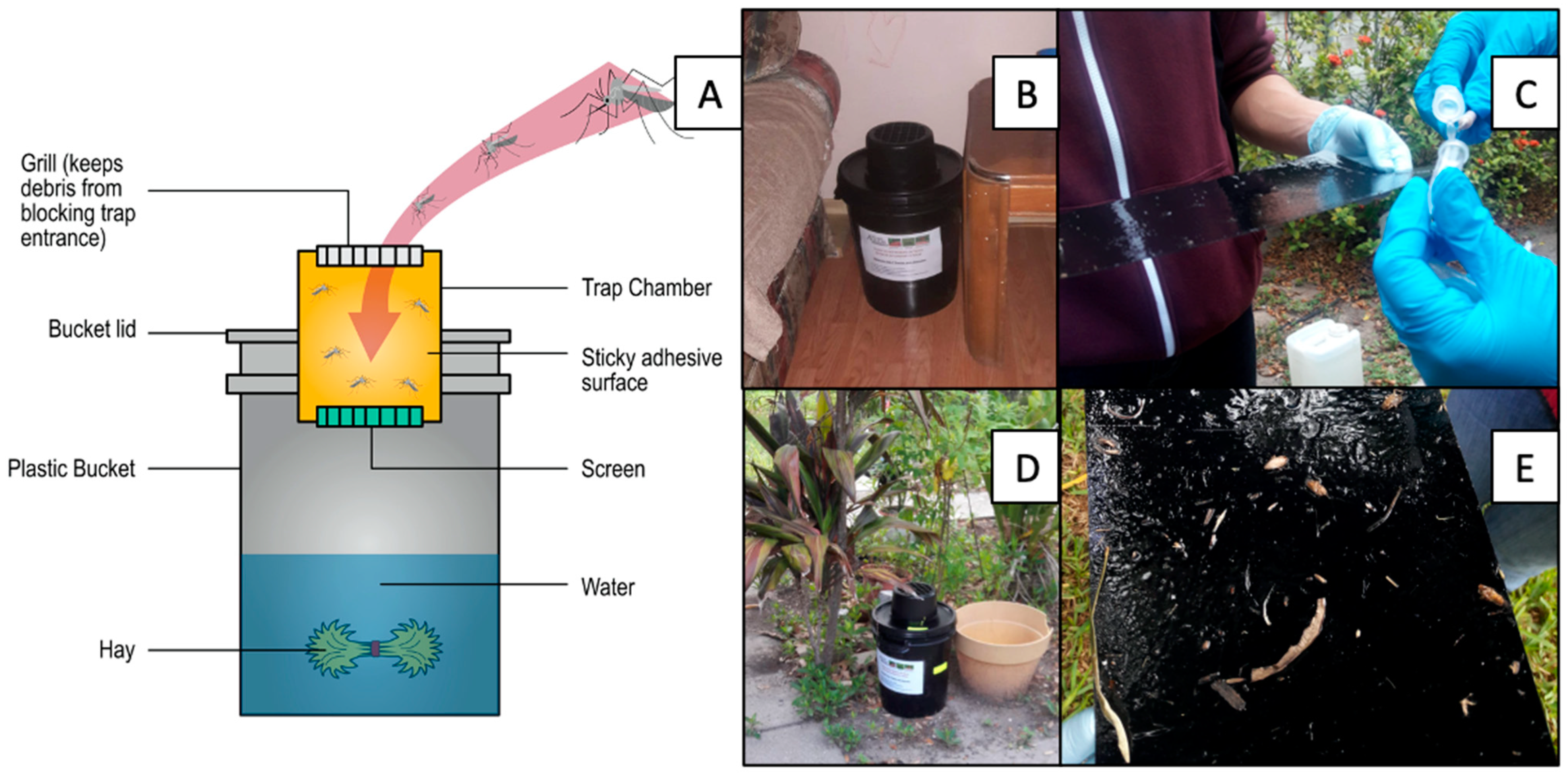 Insects 12 00183 g002