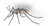 Insects 12 00186 i004