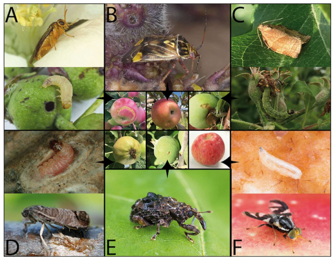 Insects 12 00197 g001