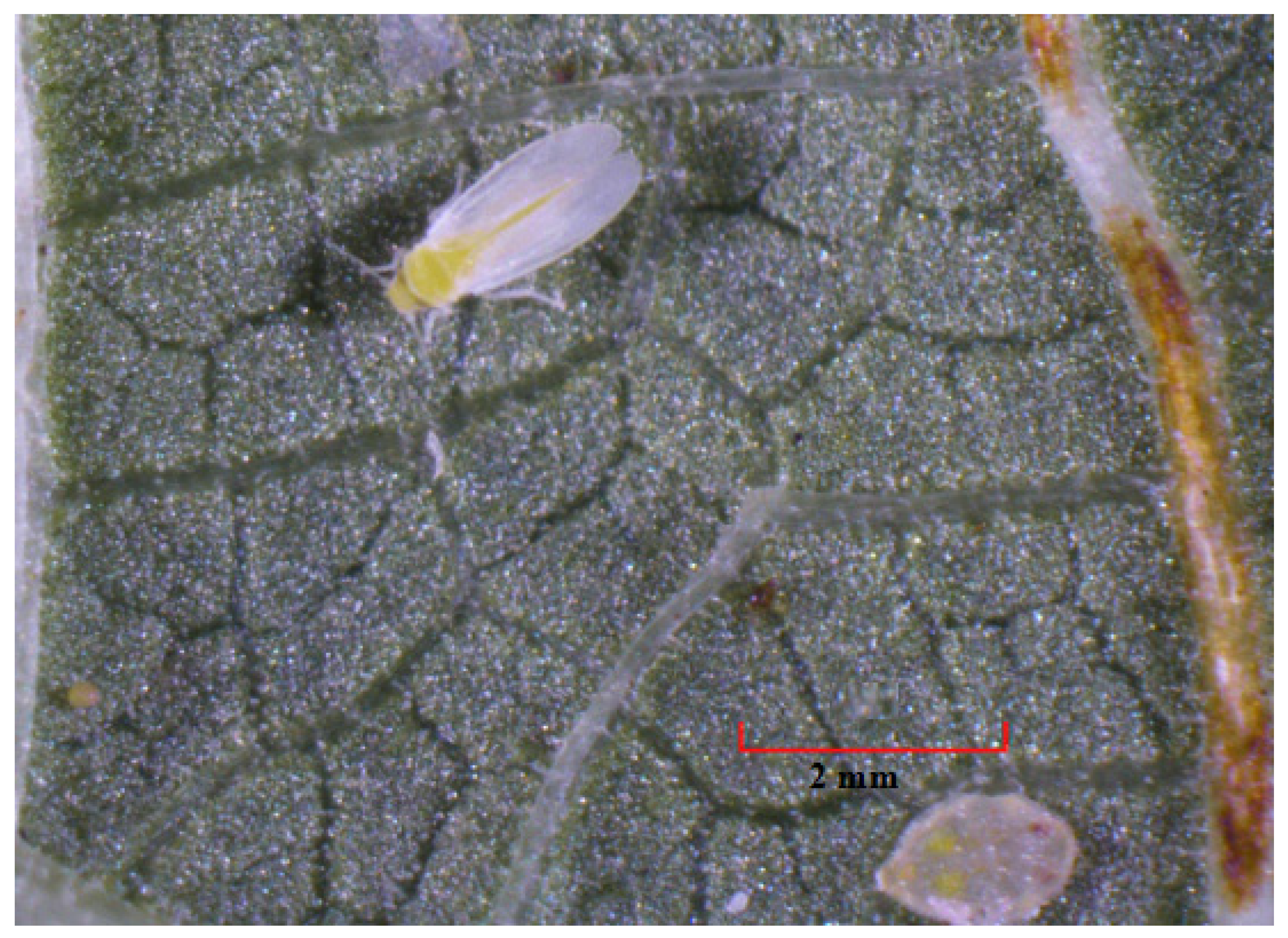 Insects 12 00198 g001 Insects 12 00198 g001