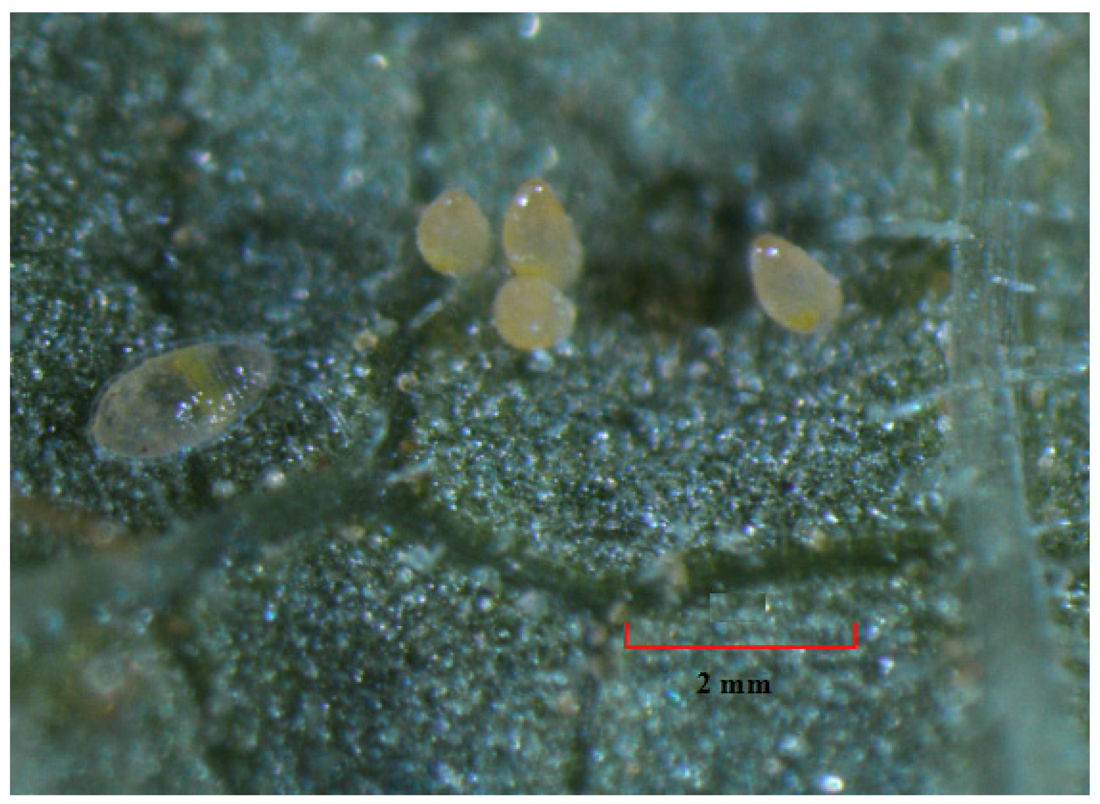 Insects 12 00198 g002 Insects 12 00198 g002