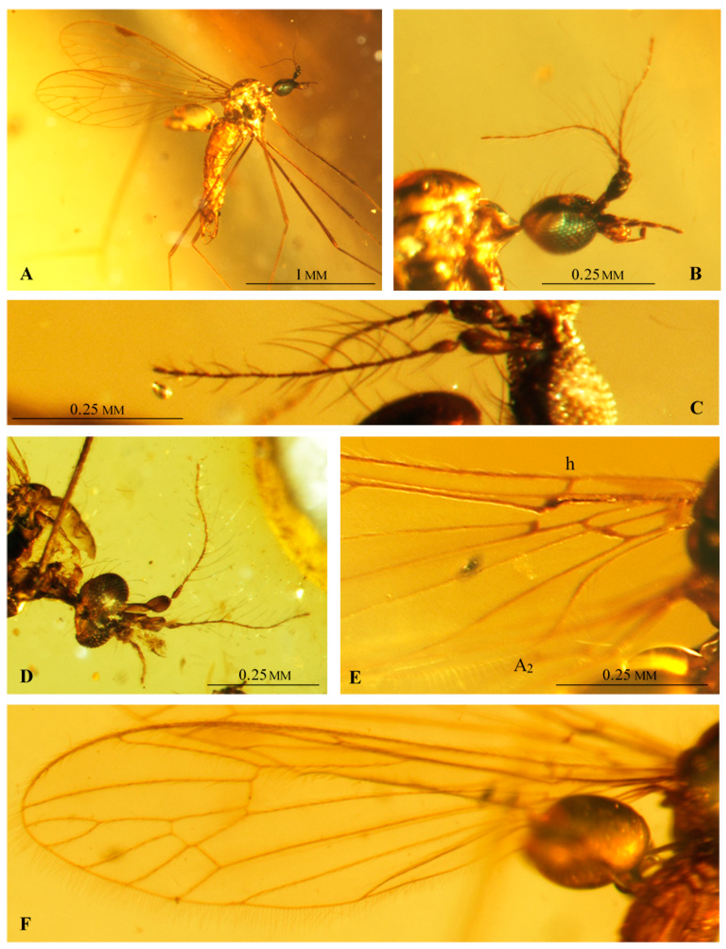 Insects 12 00206 g003