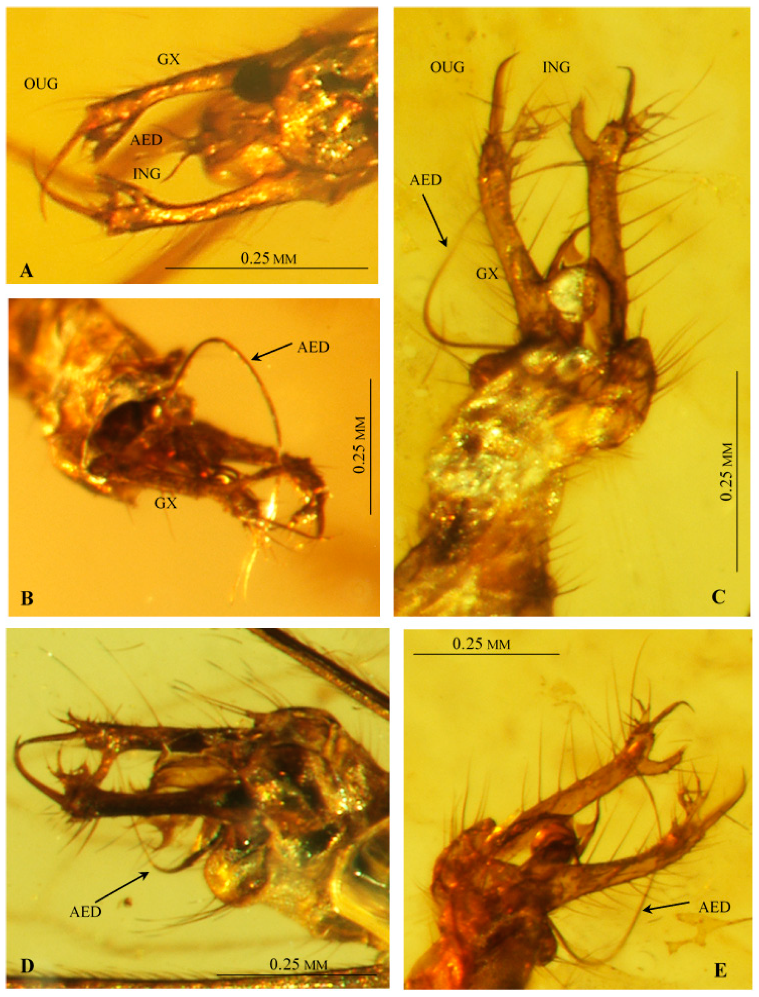 Insects 12 00206 g004