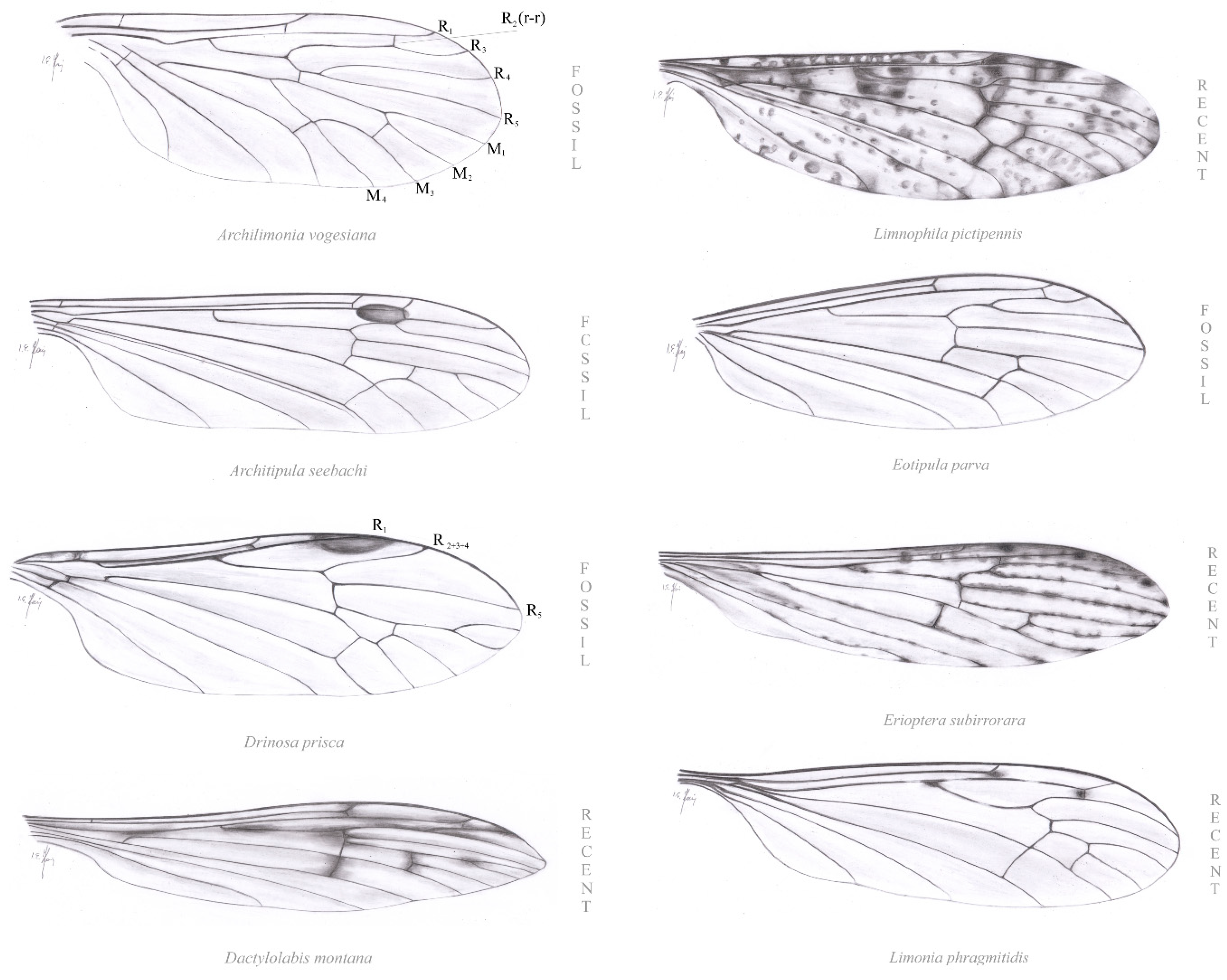 Insects 12 00206 g008