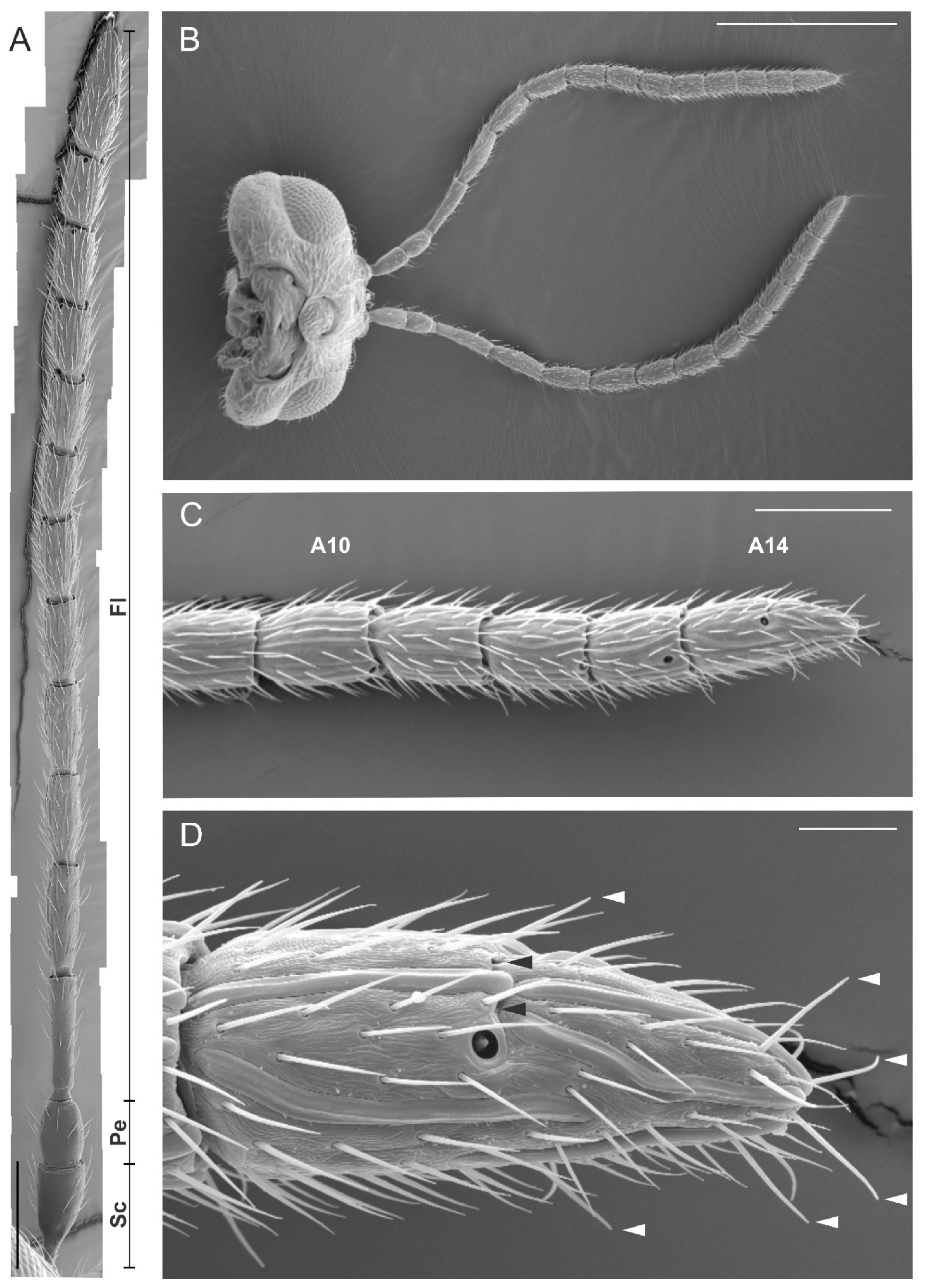 Insects 12 00231 g001