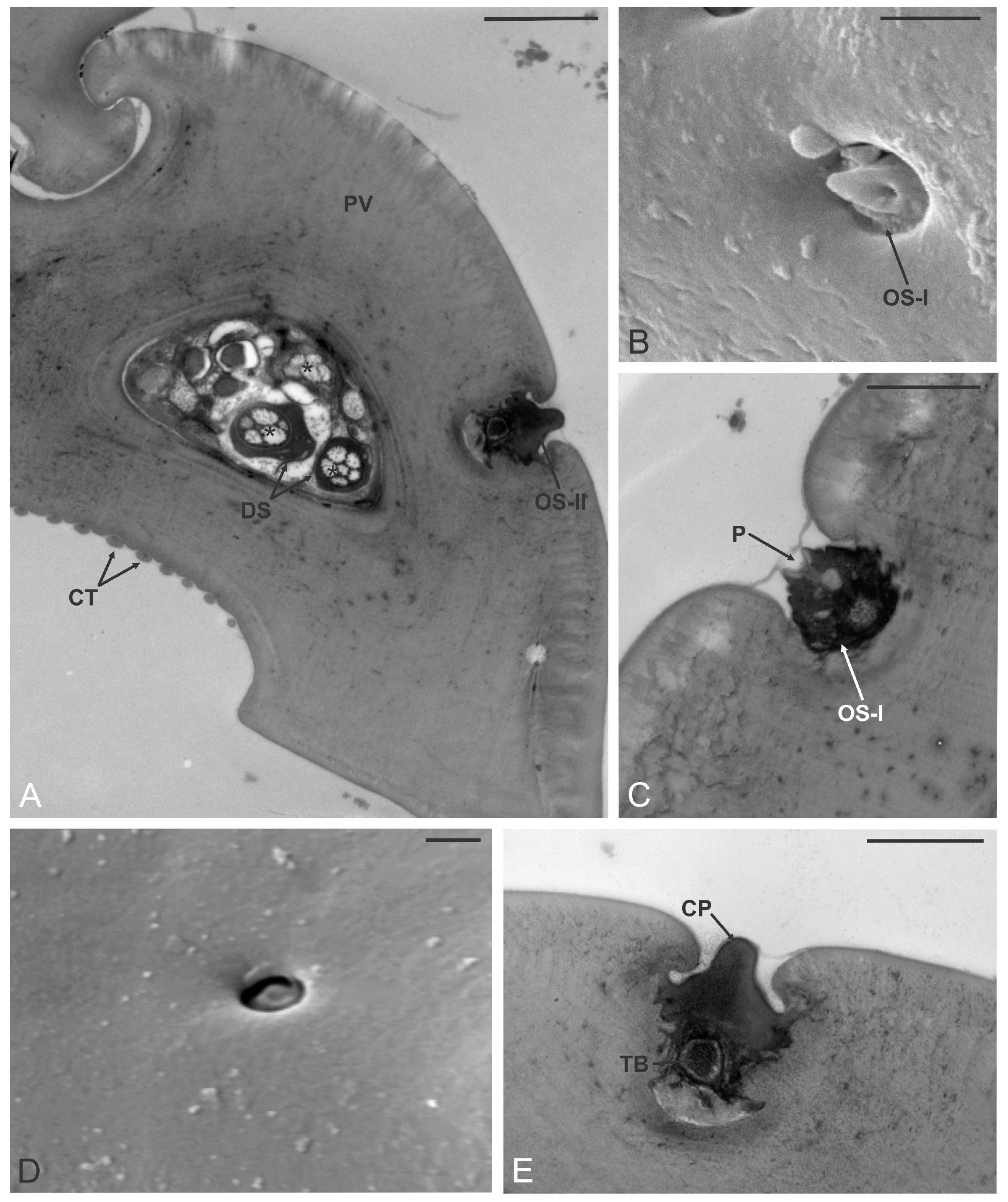 Insects 12 00231 g007