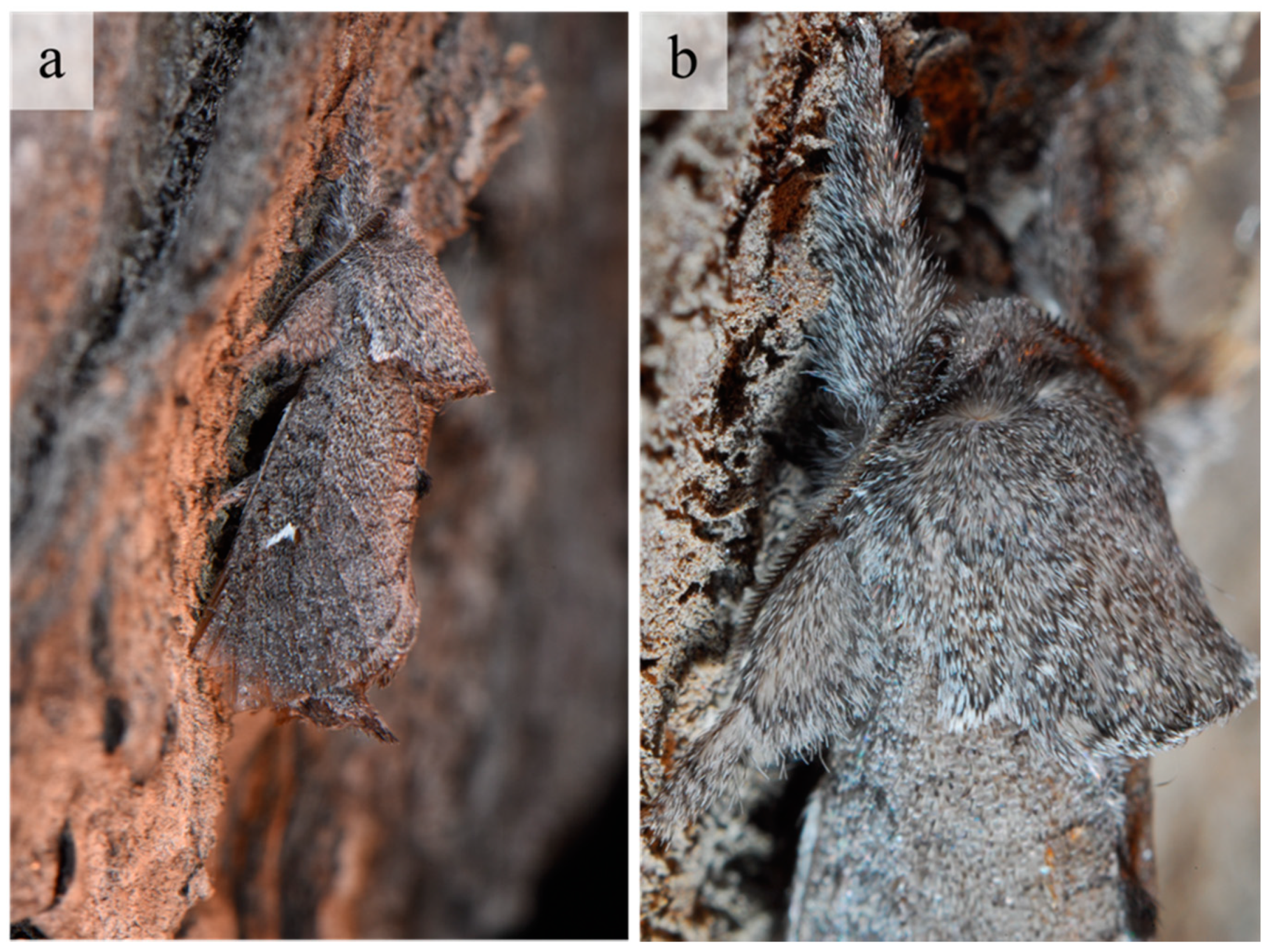 Insects 12 00239 g002