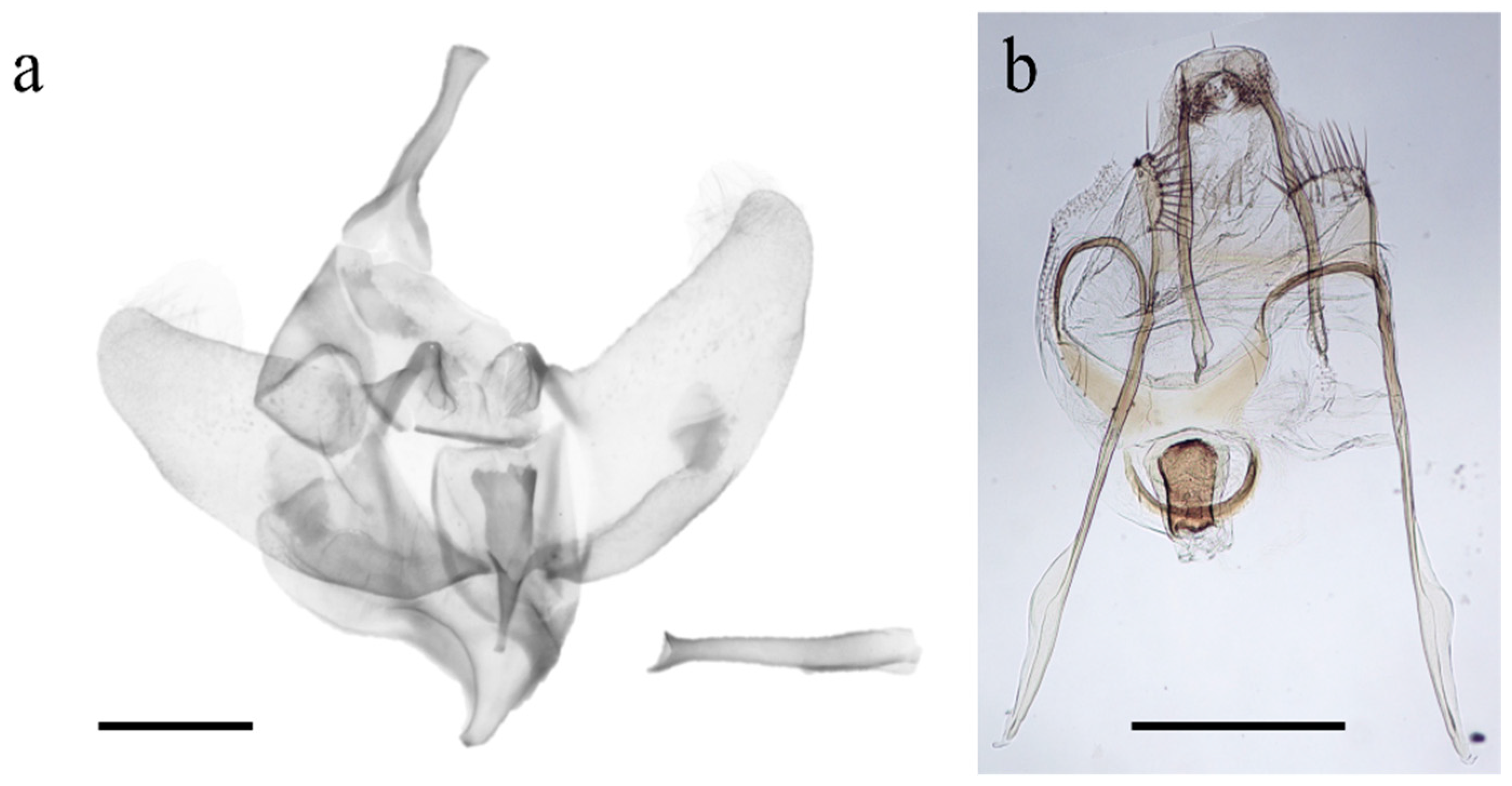 Insects 12 00239 g003
