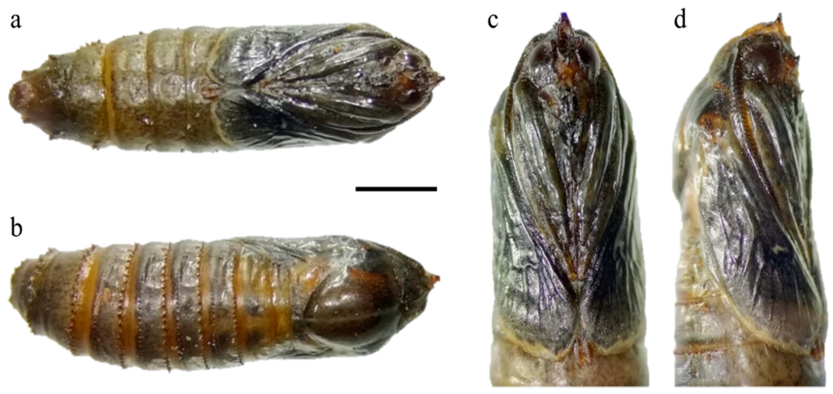 Insects 12 00239 g004