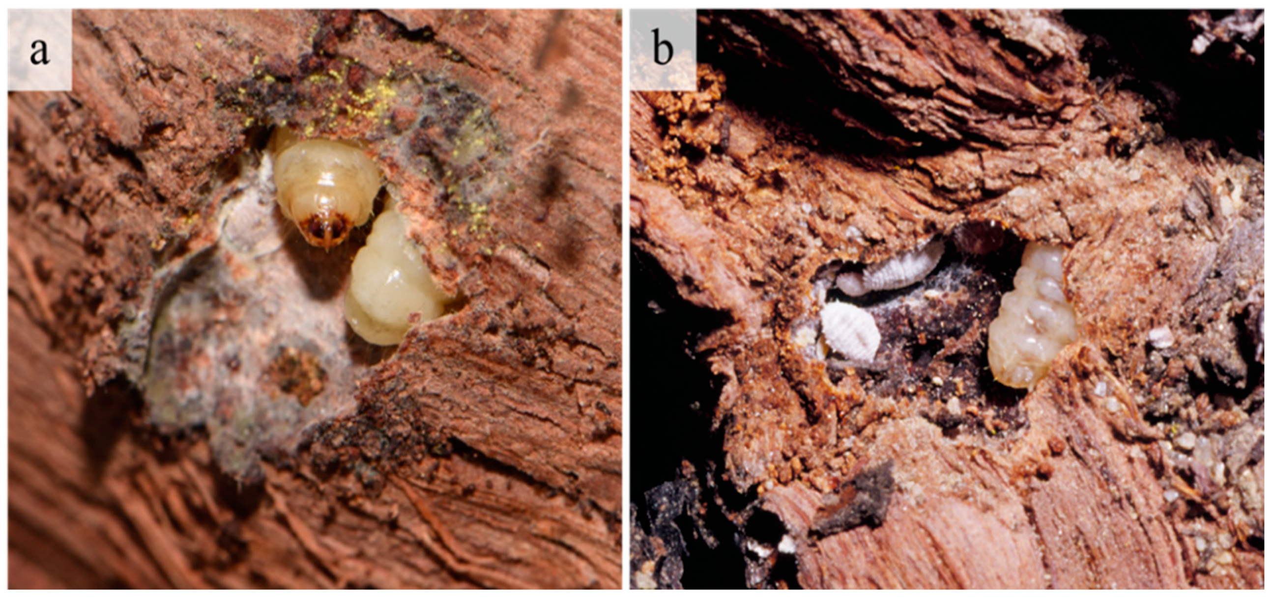 Insects 12 00239 g006